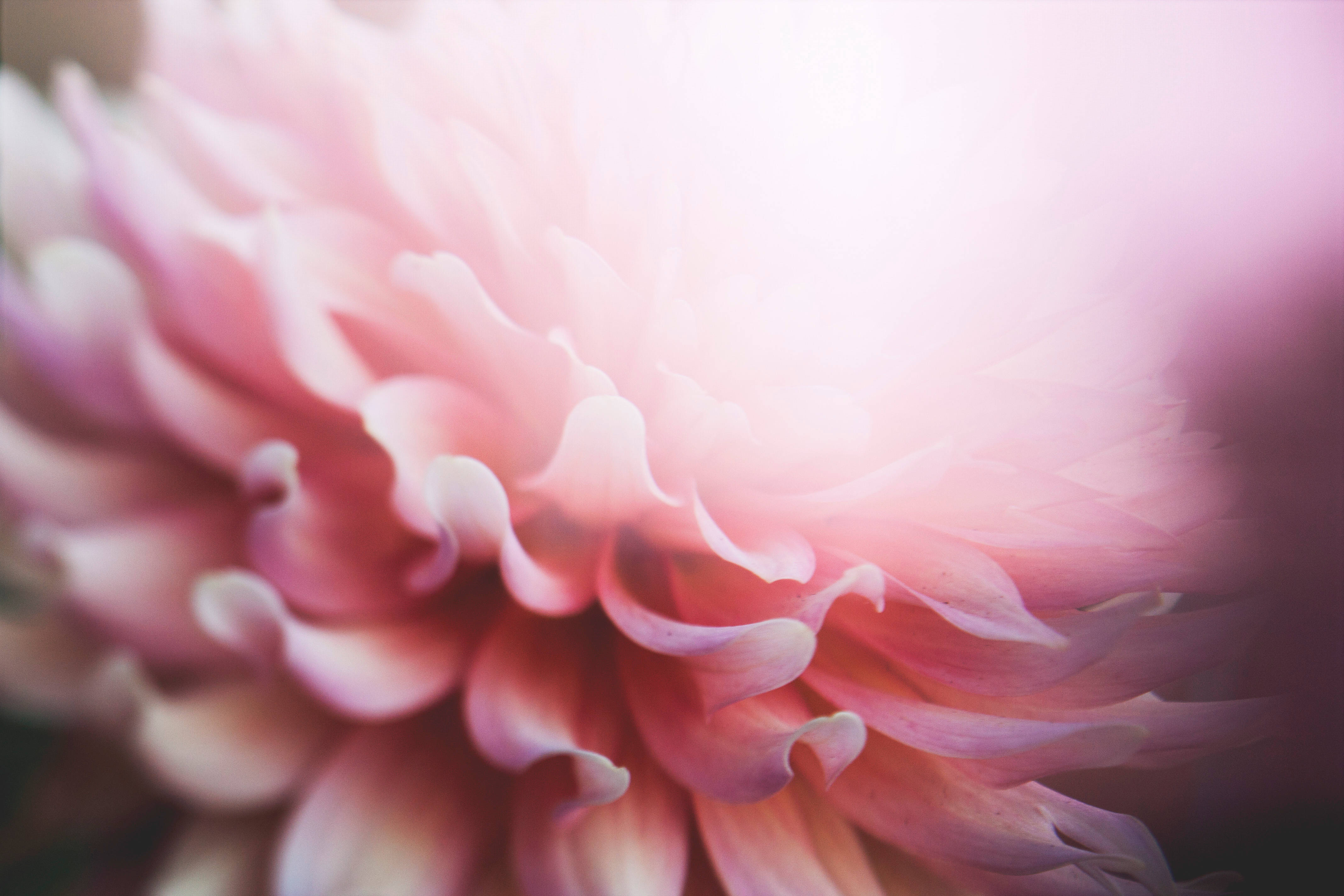 Aesthetic na Bulaklak na May Rosas na Talulot Wallpaper