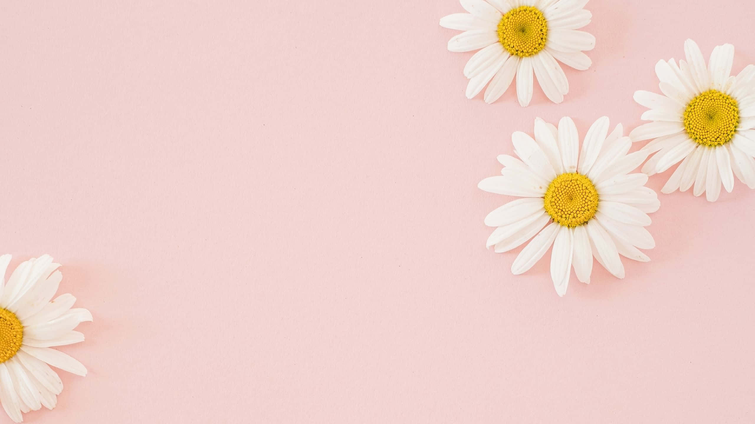 Aesthetic na Daisies Computer Light Pink Wallpaper