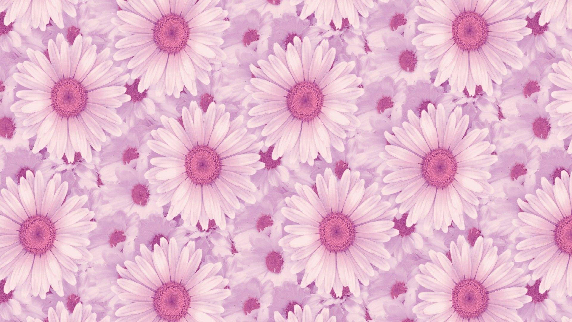 Aesthetic na Daisies para sa Laptop Wallpaper