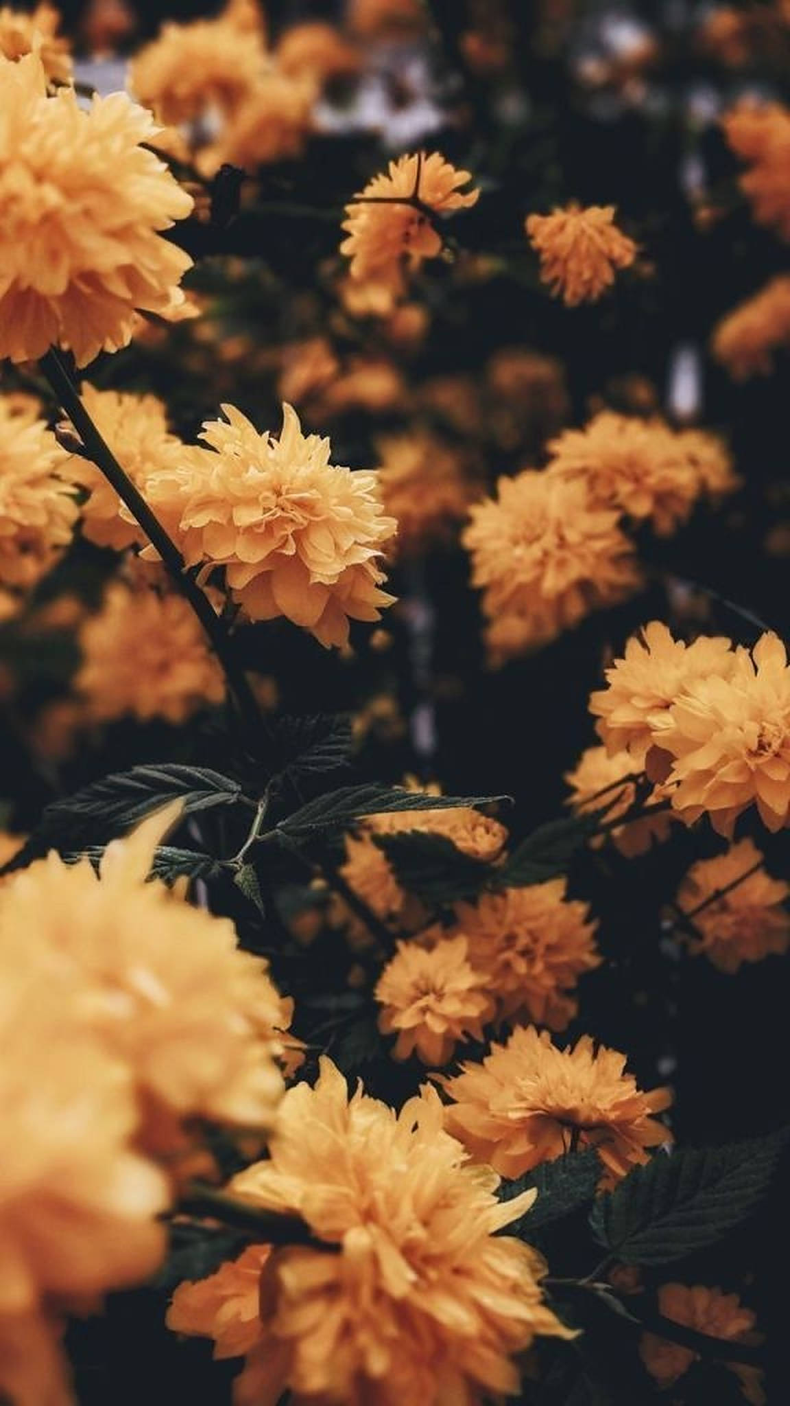 Aesthetic na Dilaw na Bulaklak para sa iPhone Wallpaper