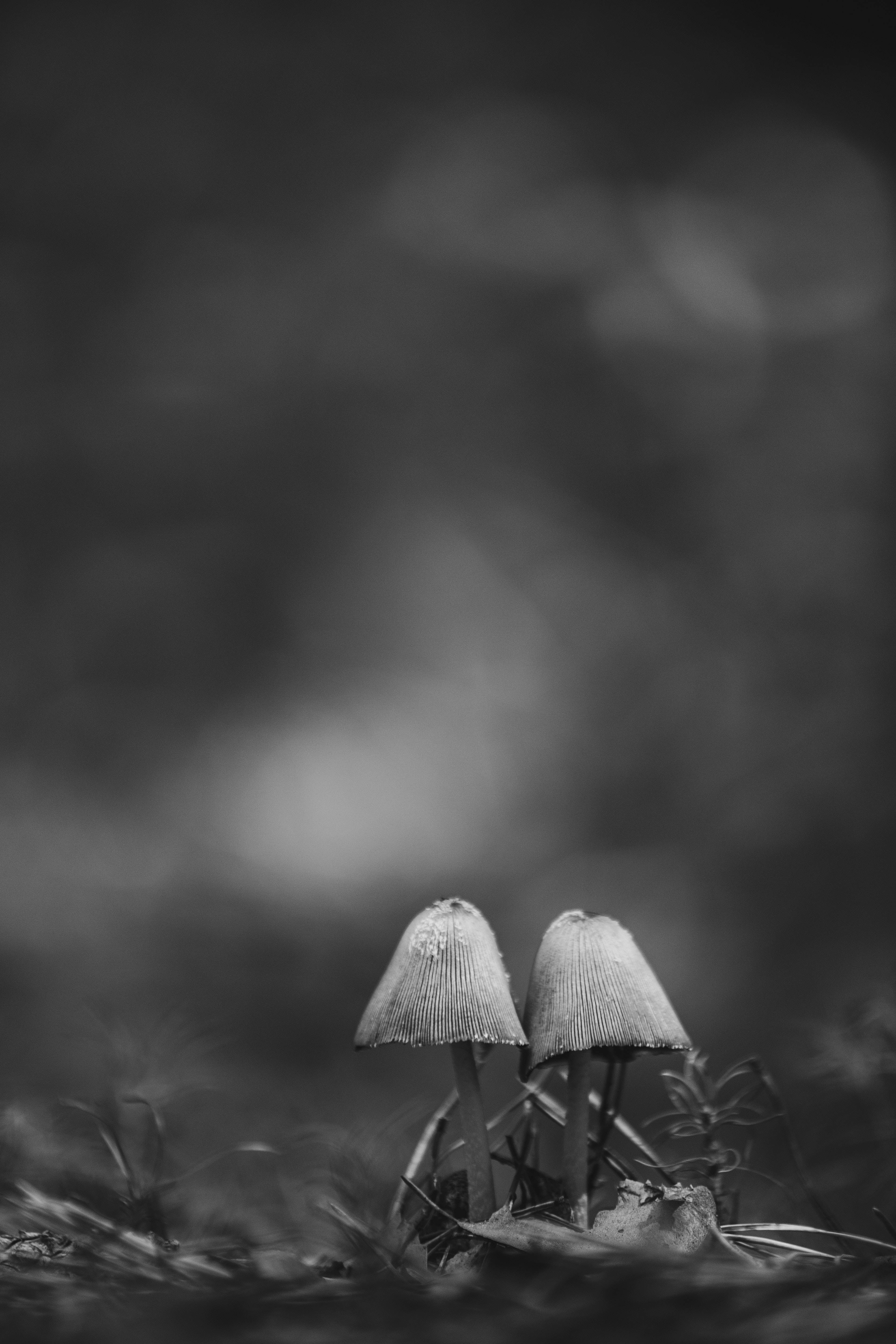 Aesthetic na Gray Scale na Kabute Wallpaper