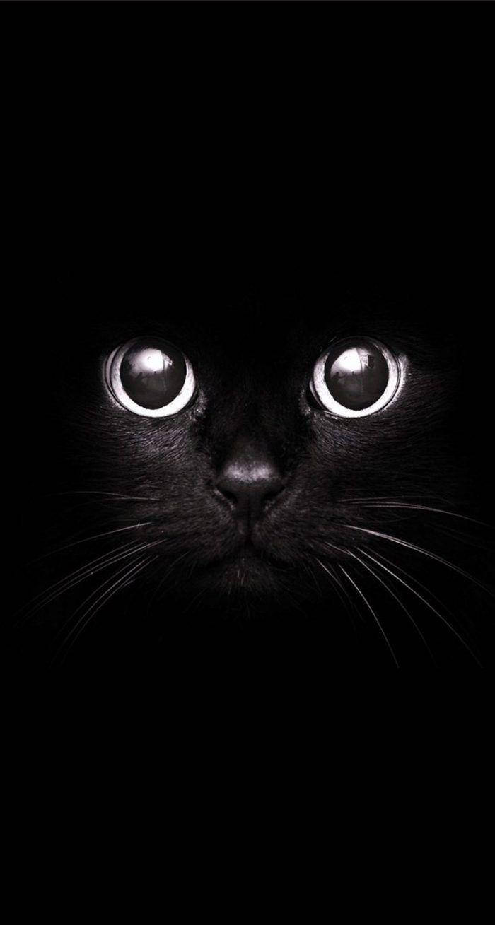 Aesthetic na Itim at Puting Mukha ng Pusa Wallpaper