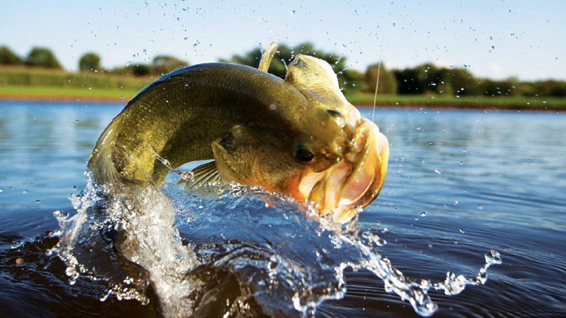 Aesthetic na Larawan ng Isang Largemouth Bass na Lumulukso Wallpaper