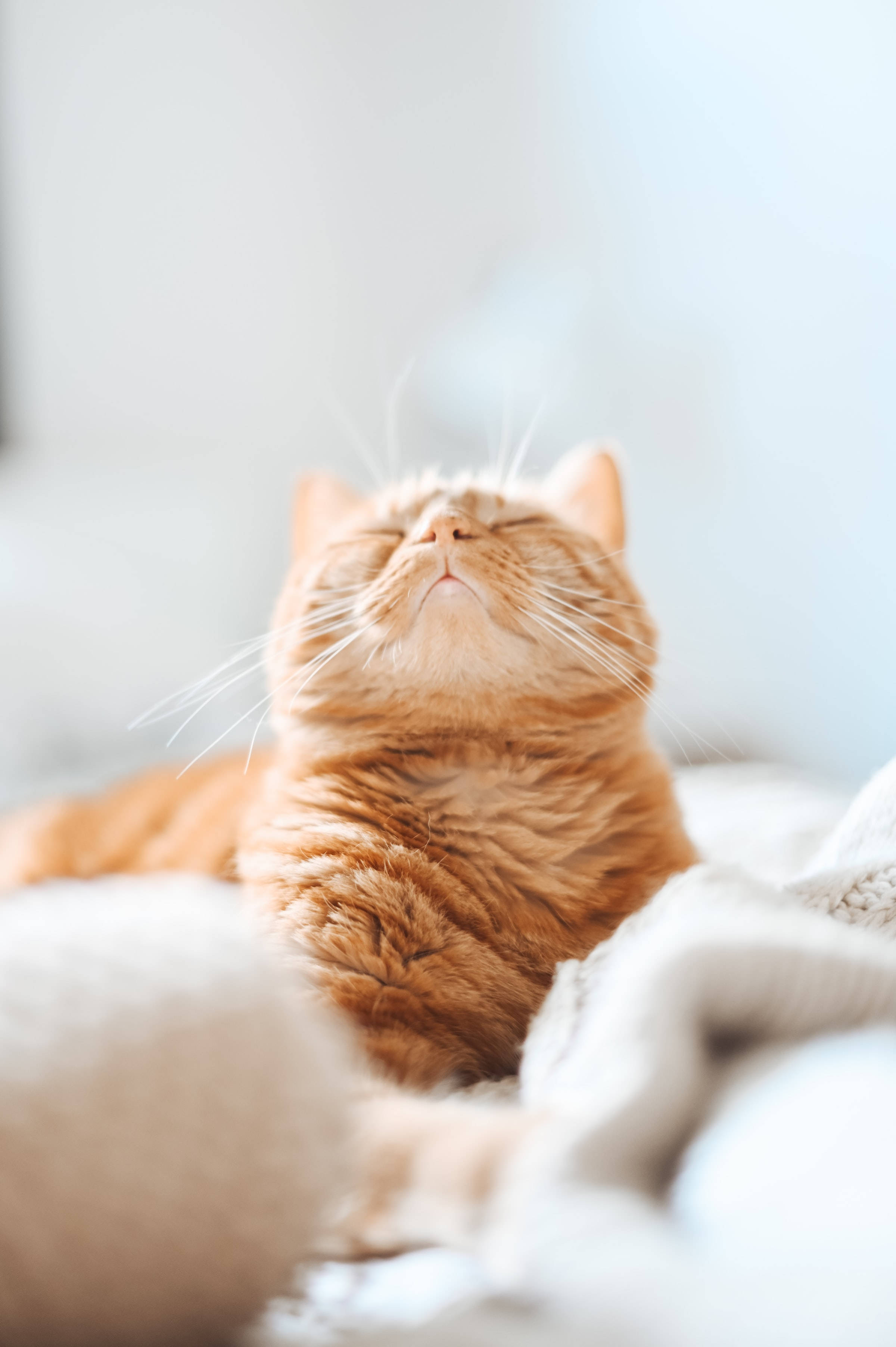 Aesthetic na Orange Tabby Cat PFP Wallpaper