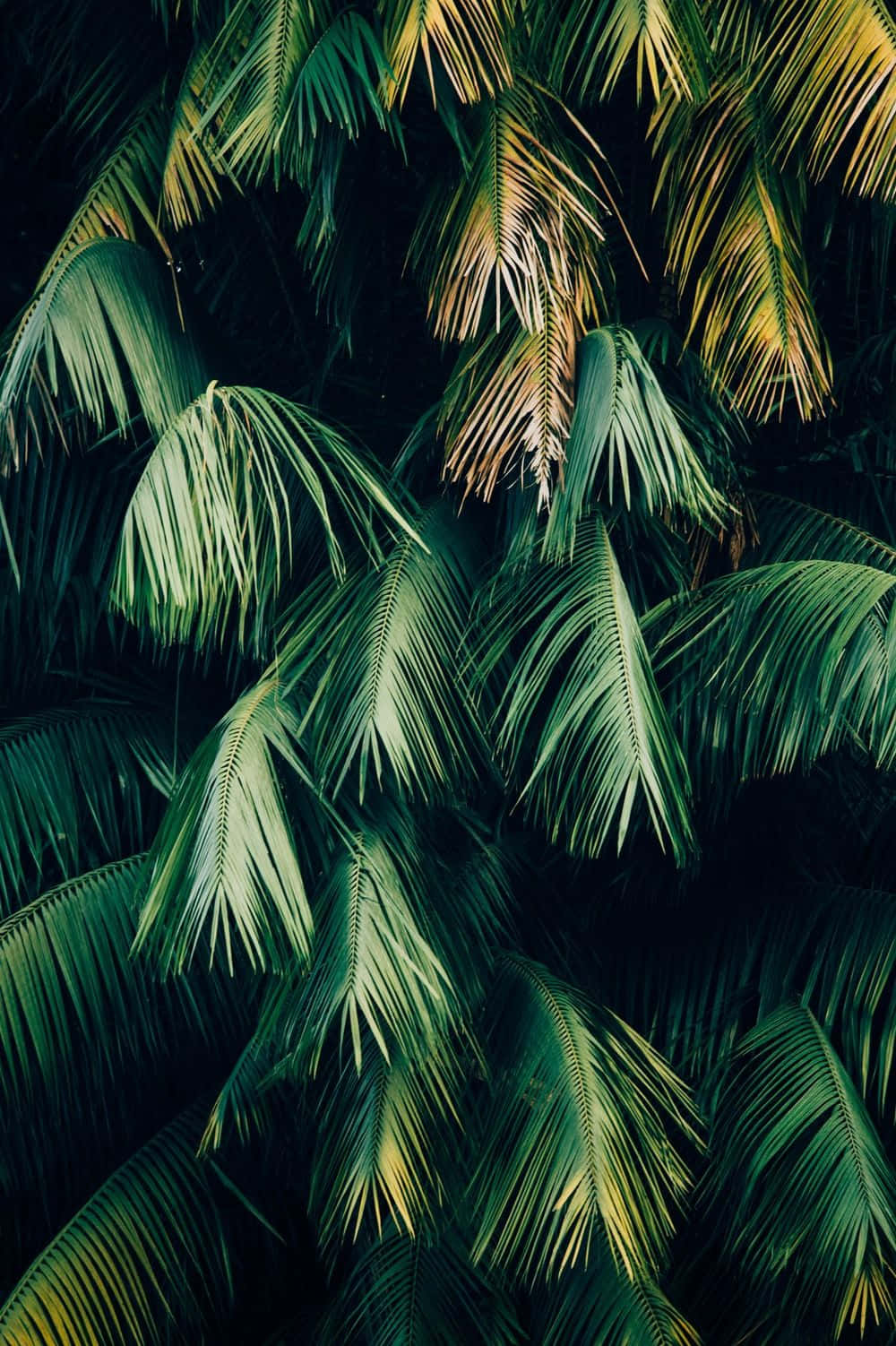 Aesthetic na Palm Tree na Berde Wallpaper