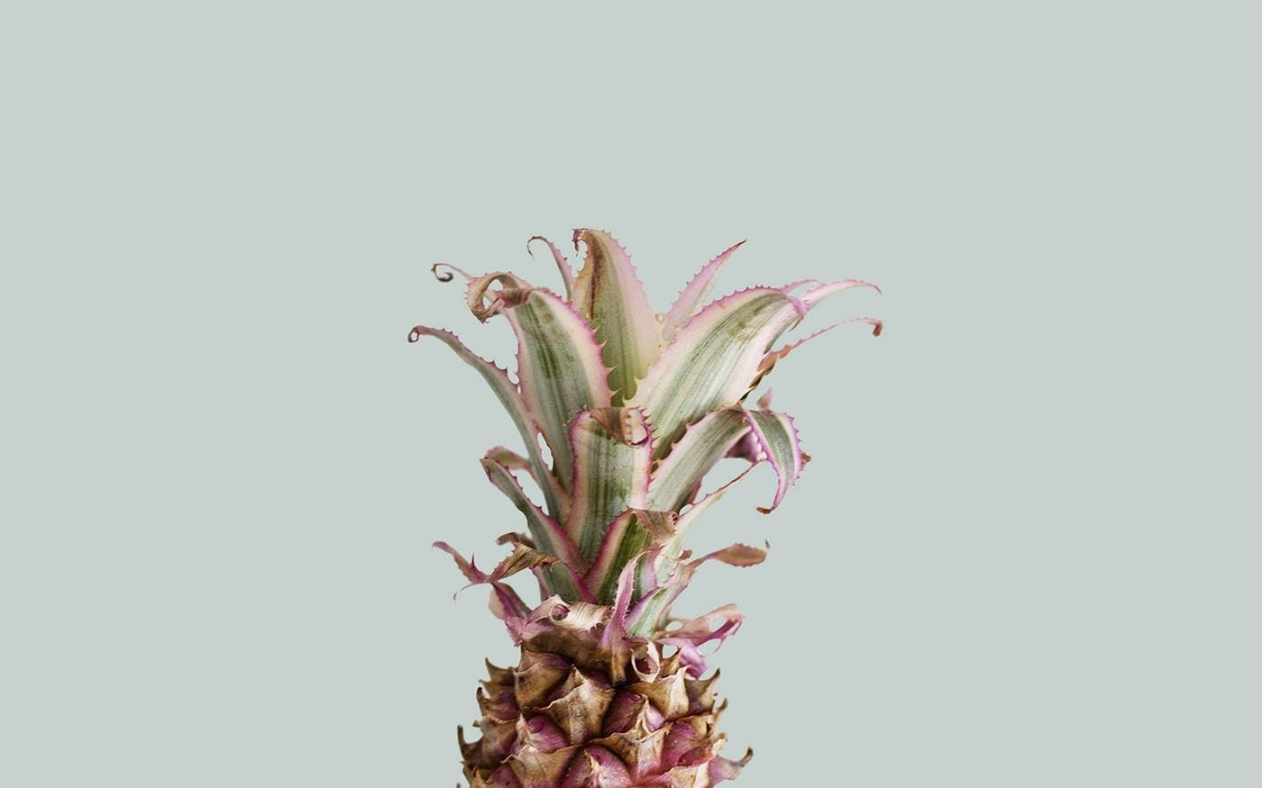 Aesthetic na Pink na Pinya sa Tag-init Wallpaper