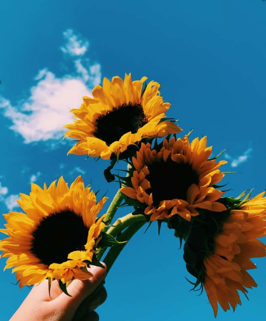 Aesthetic na Pink na Rosas sa Tagsibol Wallpaper