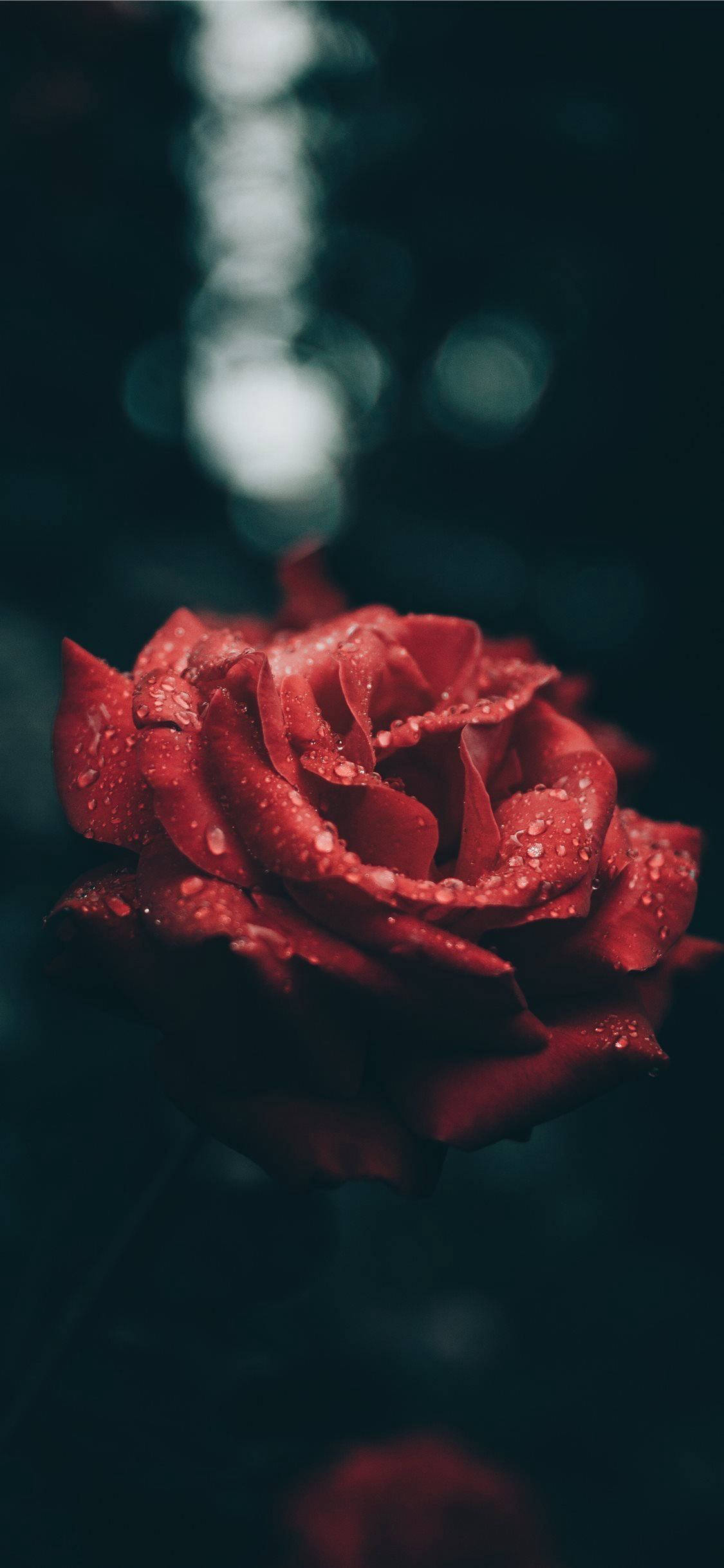 Aesthetic na Pulang Rosas Para sa iPhone Wallpaper