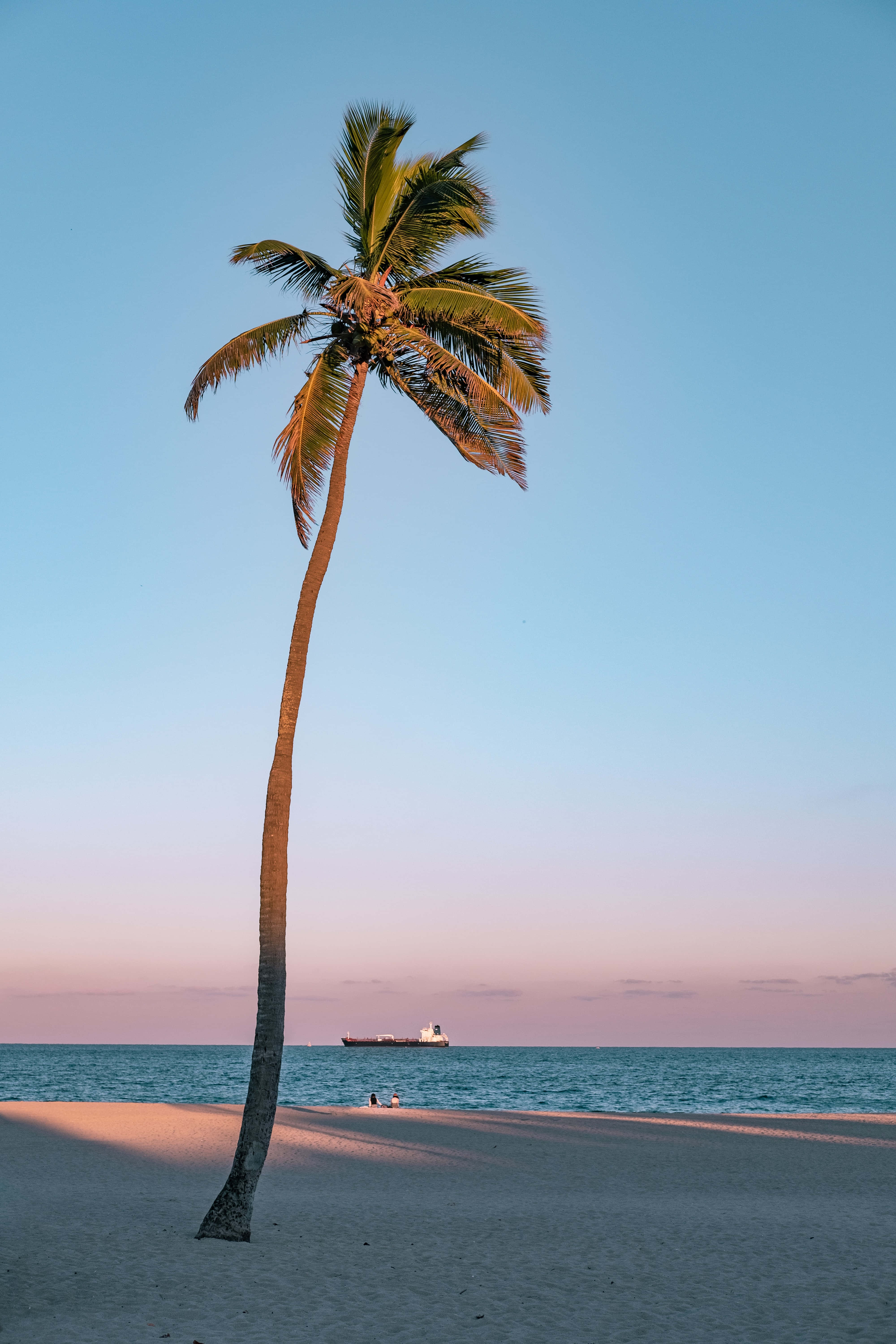 Aesthetic na Puno ng Palma sa California Wallpaper