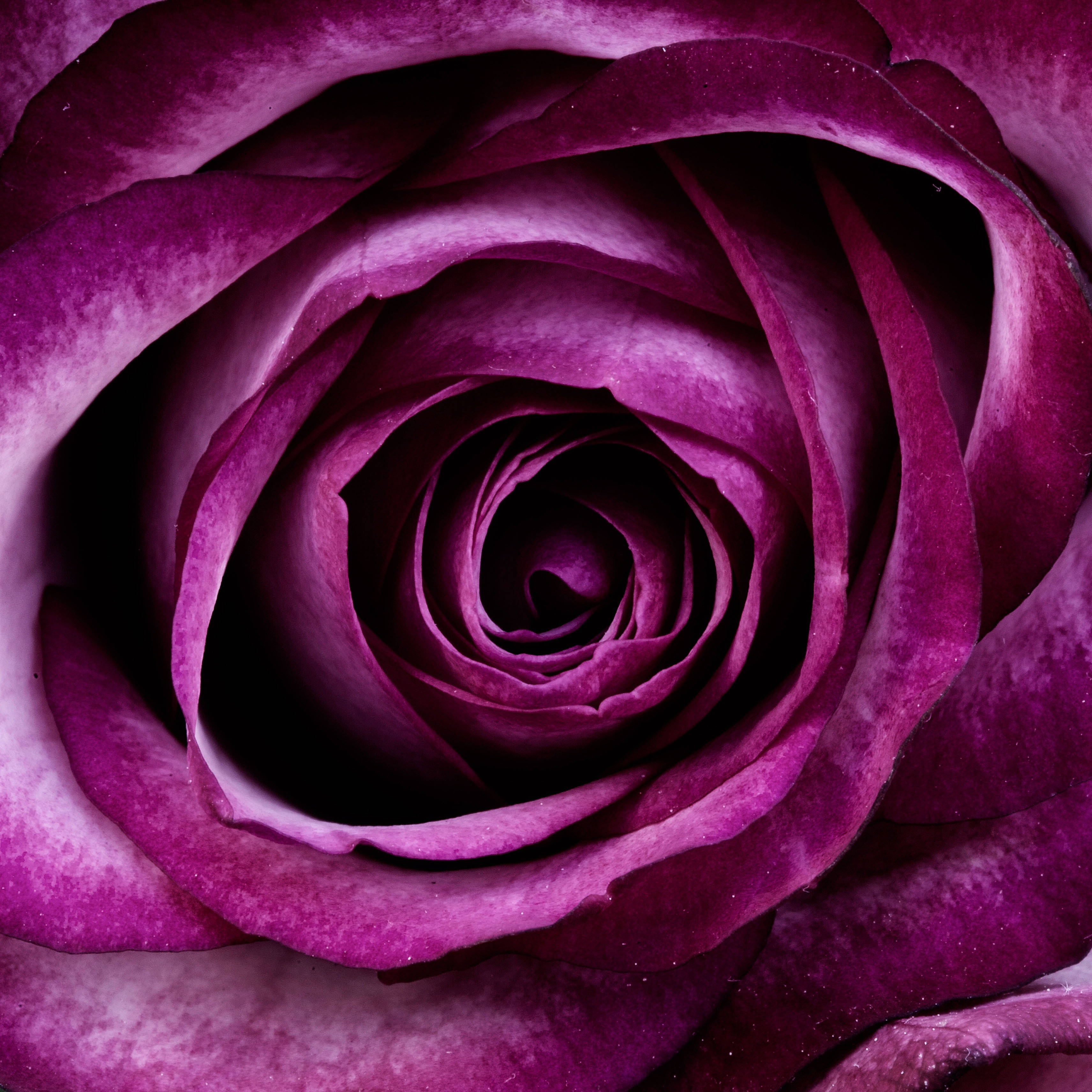 Aesthetic na Purple Rose Wallpaper