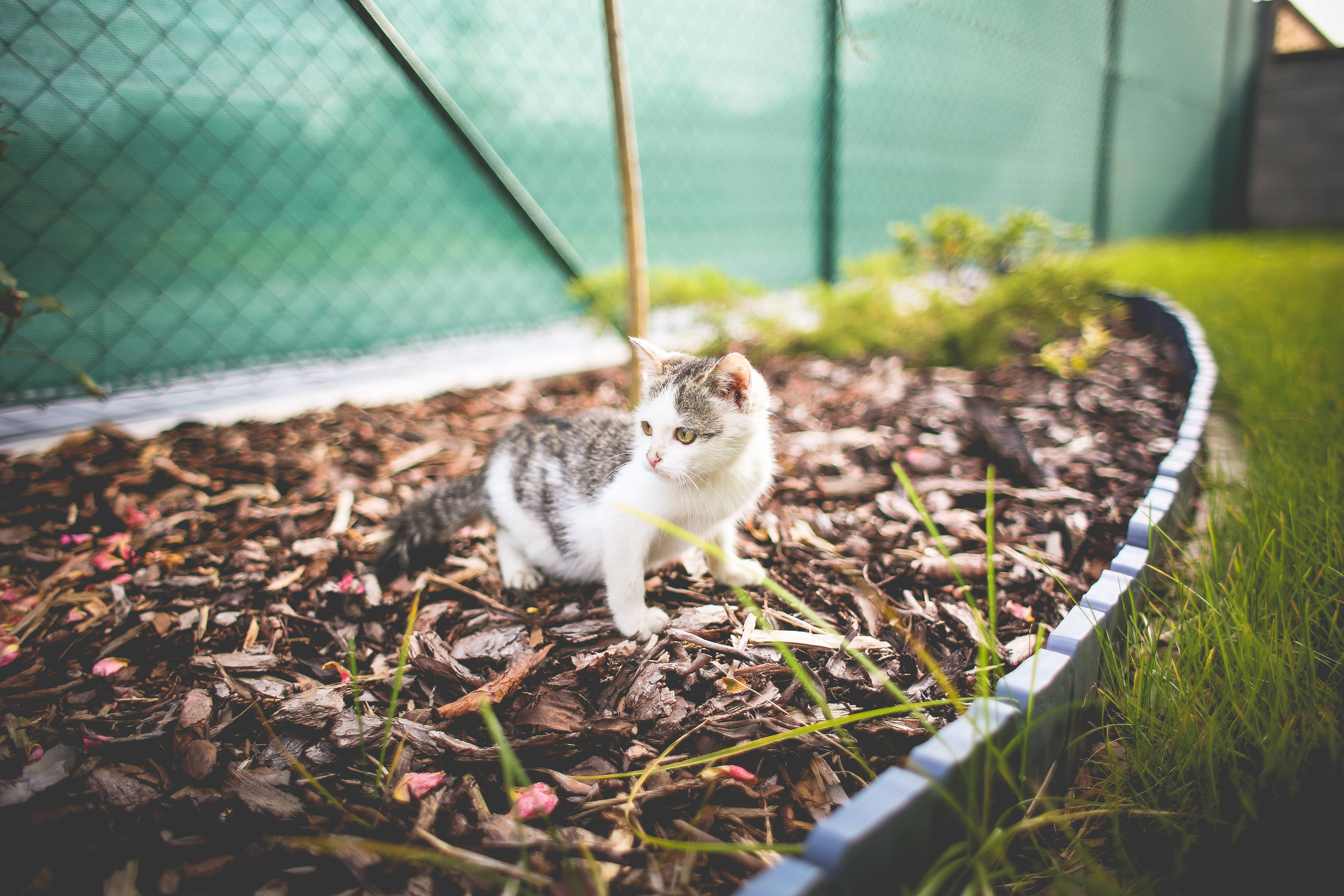 Aesthetic na Pusa sa Plant Box Wallpaper