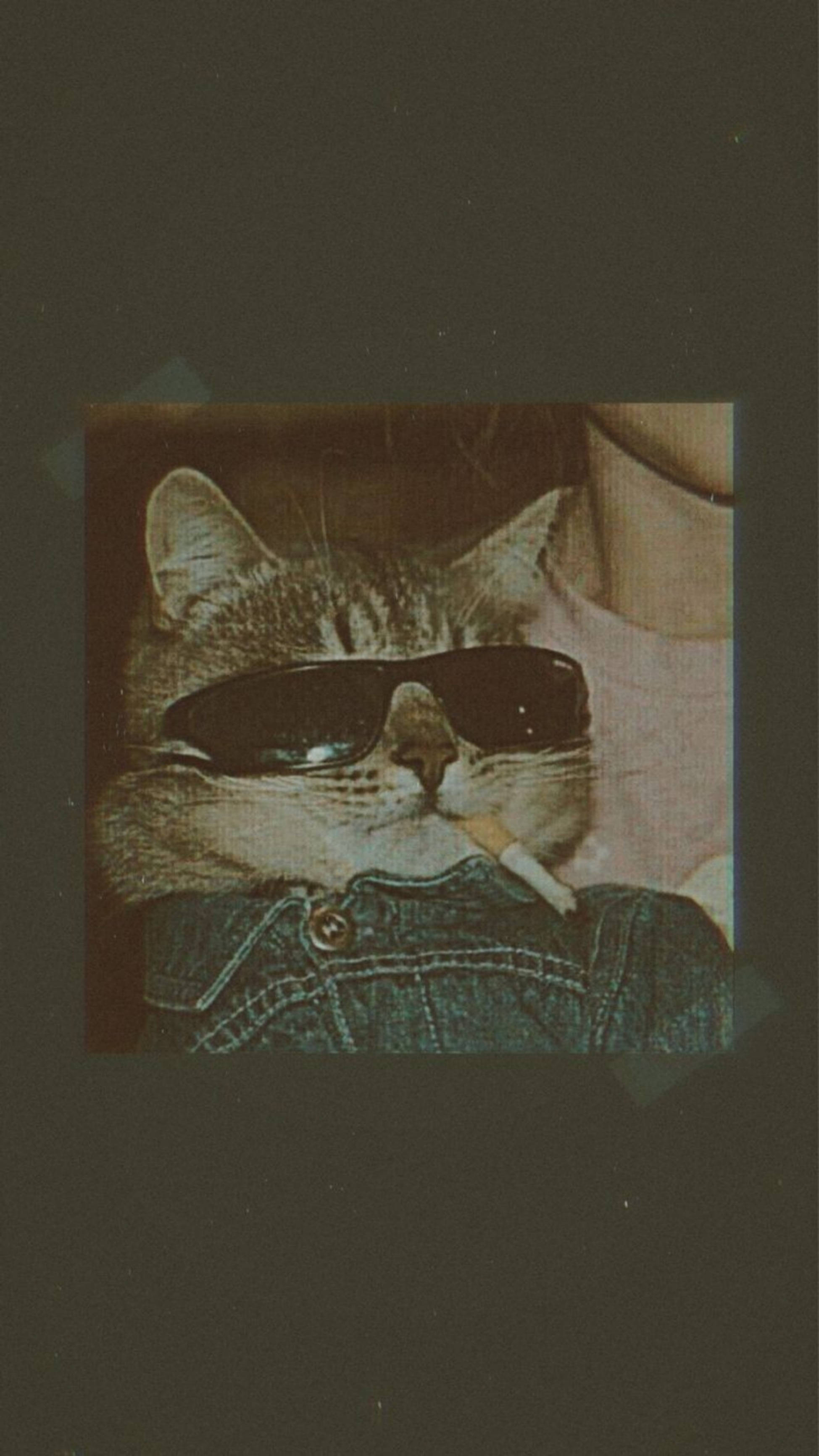 Aesthetic na Pusa na May Sigarilyo Wallpaper