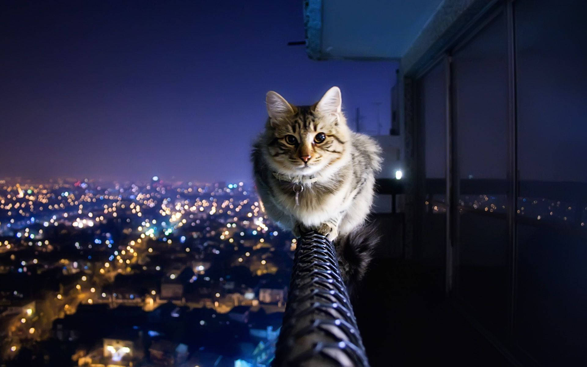 Aesthetic na Pusa sa Balkonahe Wallpaper