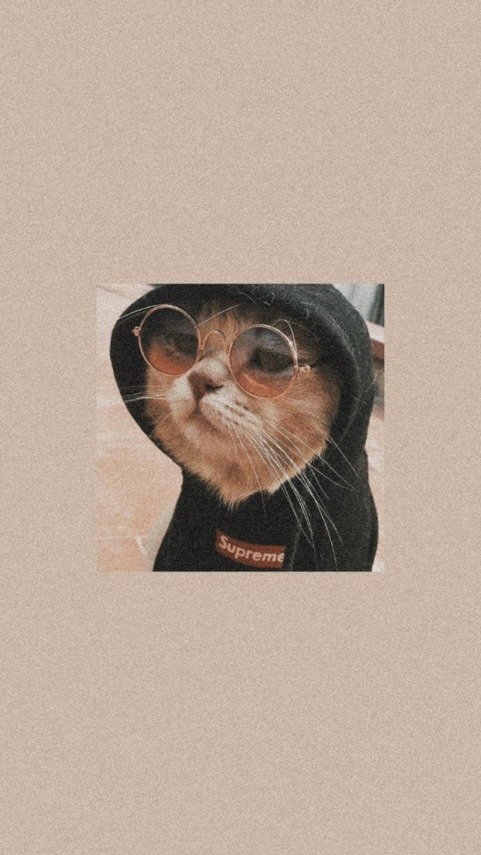 Aesthetic na Pusa na Naka-Black Hoodie Wallpaper