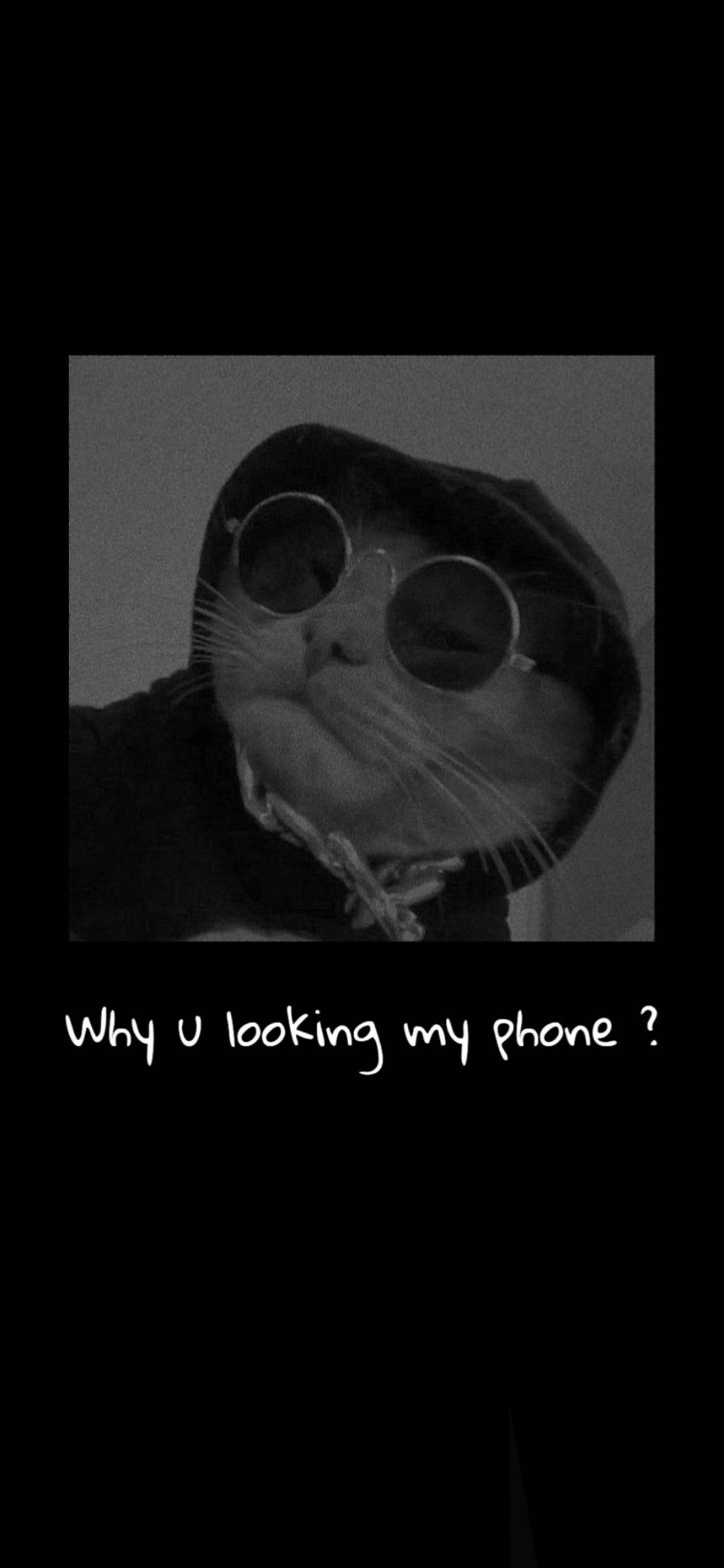 Aesthetic na Pusa na Parang Gangster Wallpaper