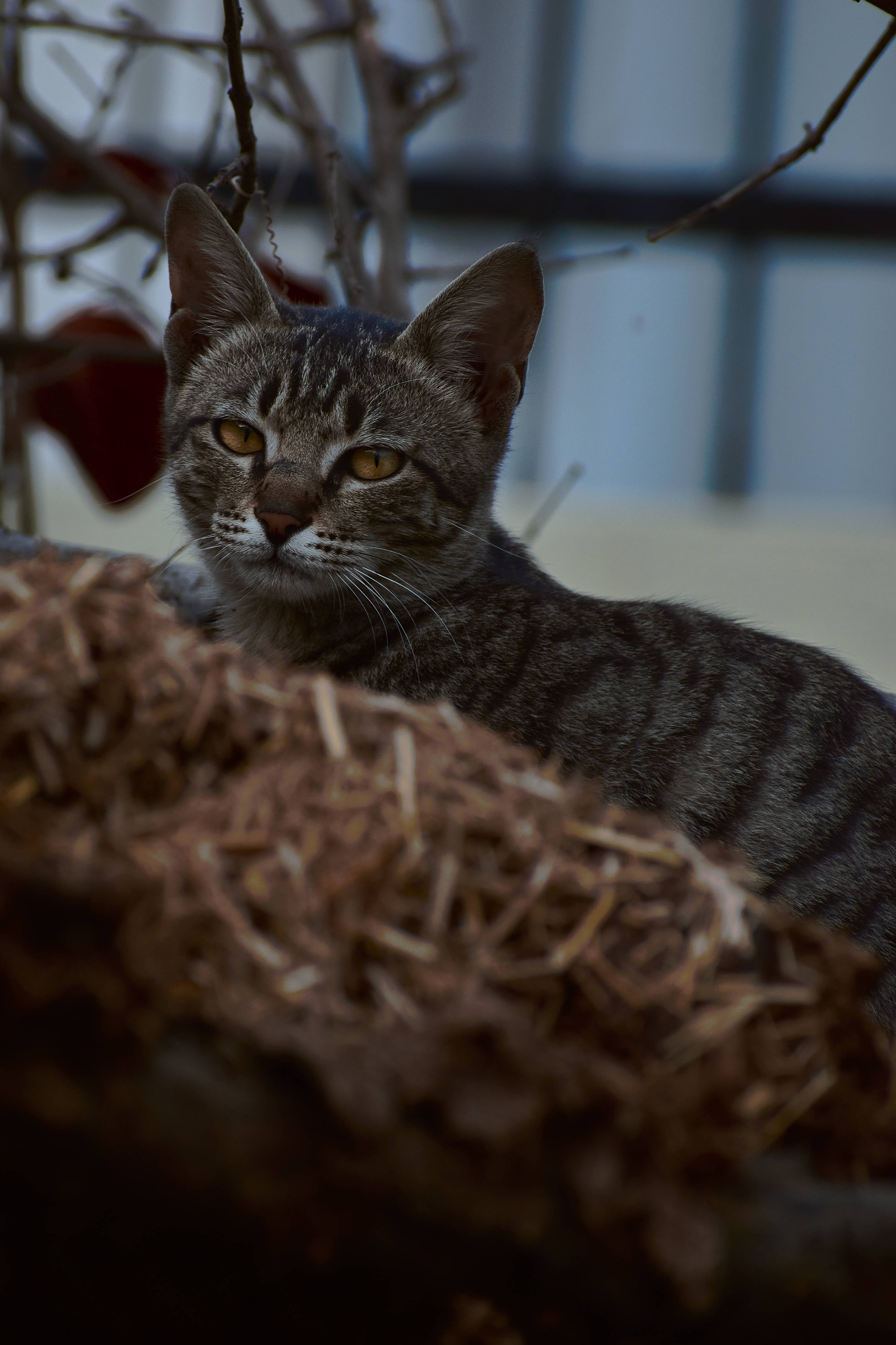 Aesthetic na Pusa sa Pugad Wallpaper