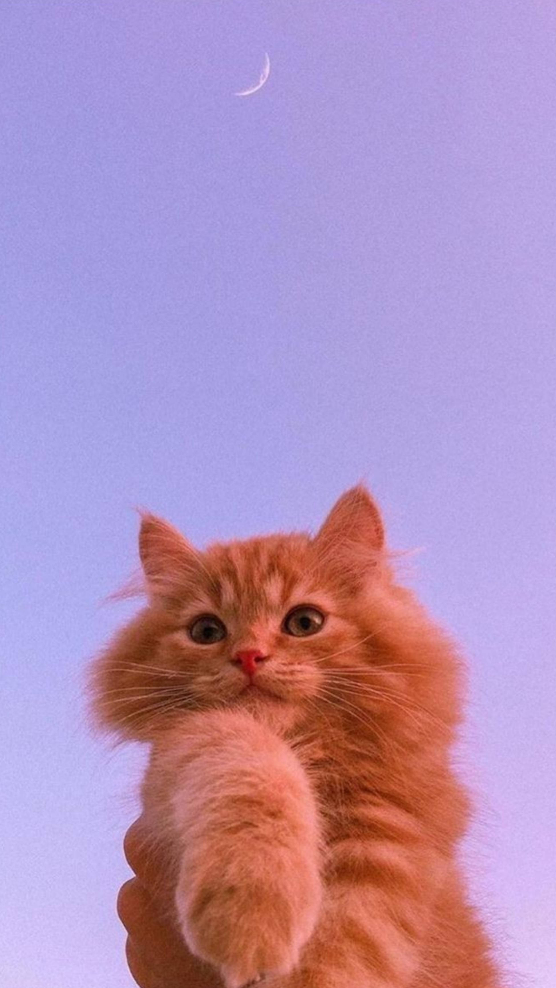 Aesthetic na Pusa at Gasuklay na Buwan Wallpaper