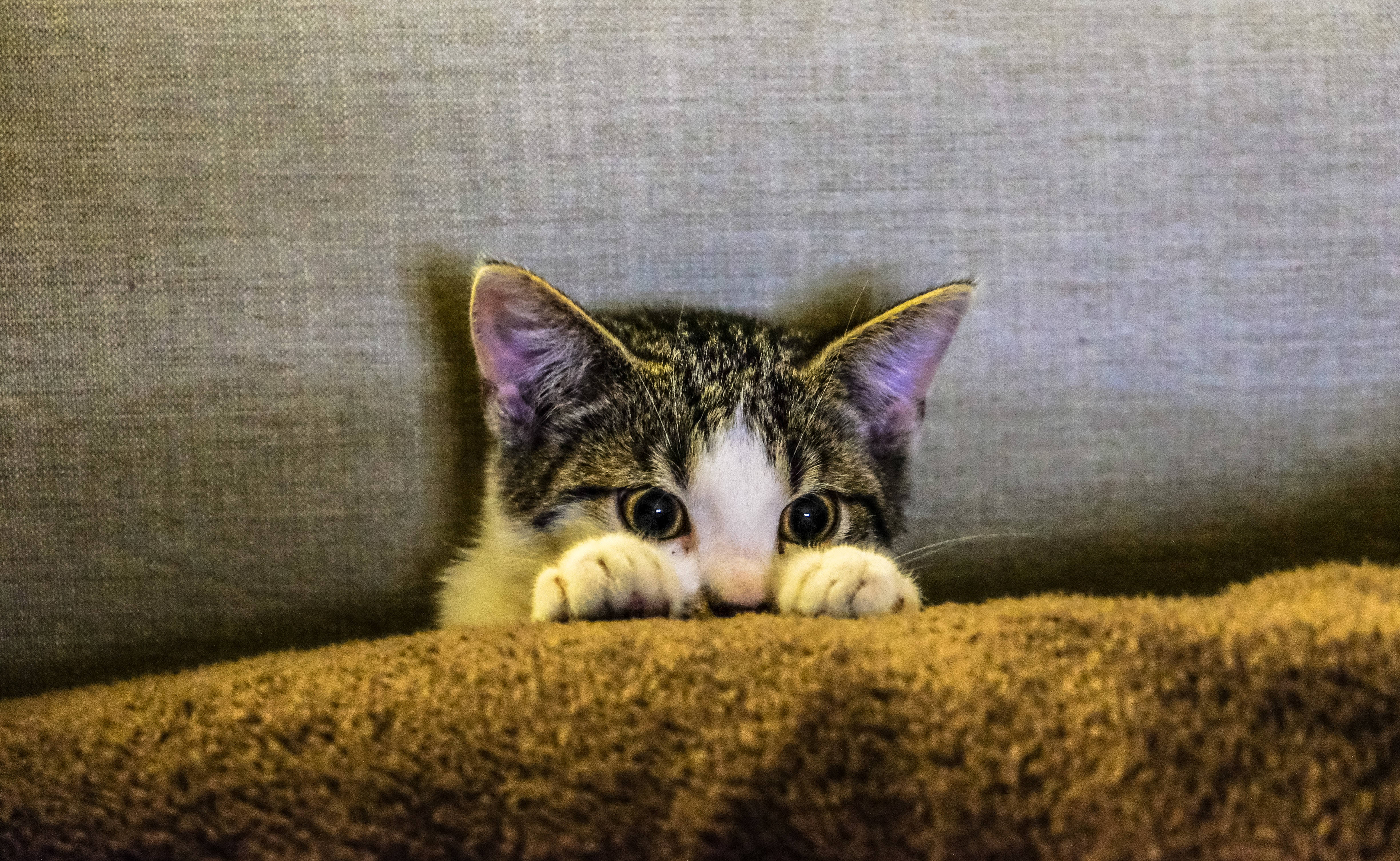 Aesthetic na Pusa sa Sofa Wallpaper