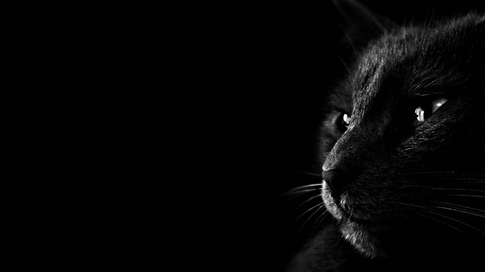 Aesthetic na Pusa na Itim Wallpaper