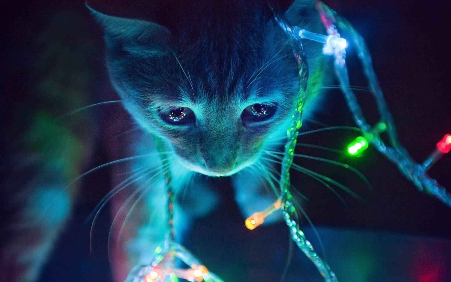 Aesthetic na Pusa na May mga Ilaw Wallpaper