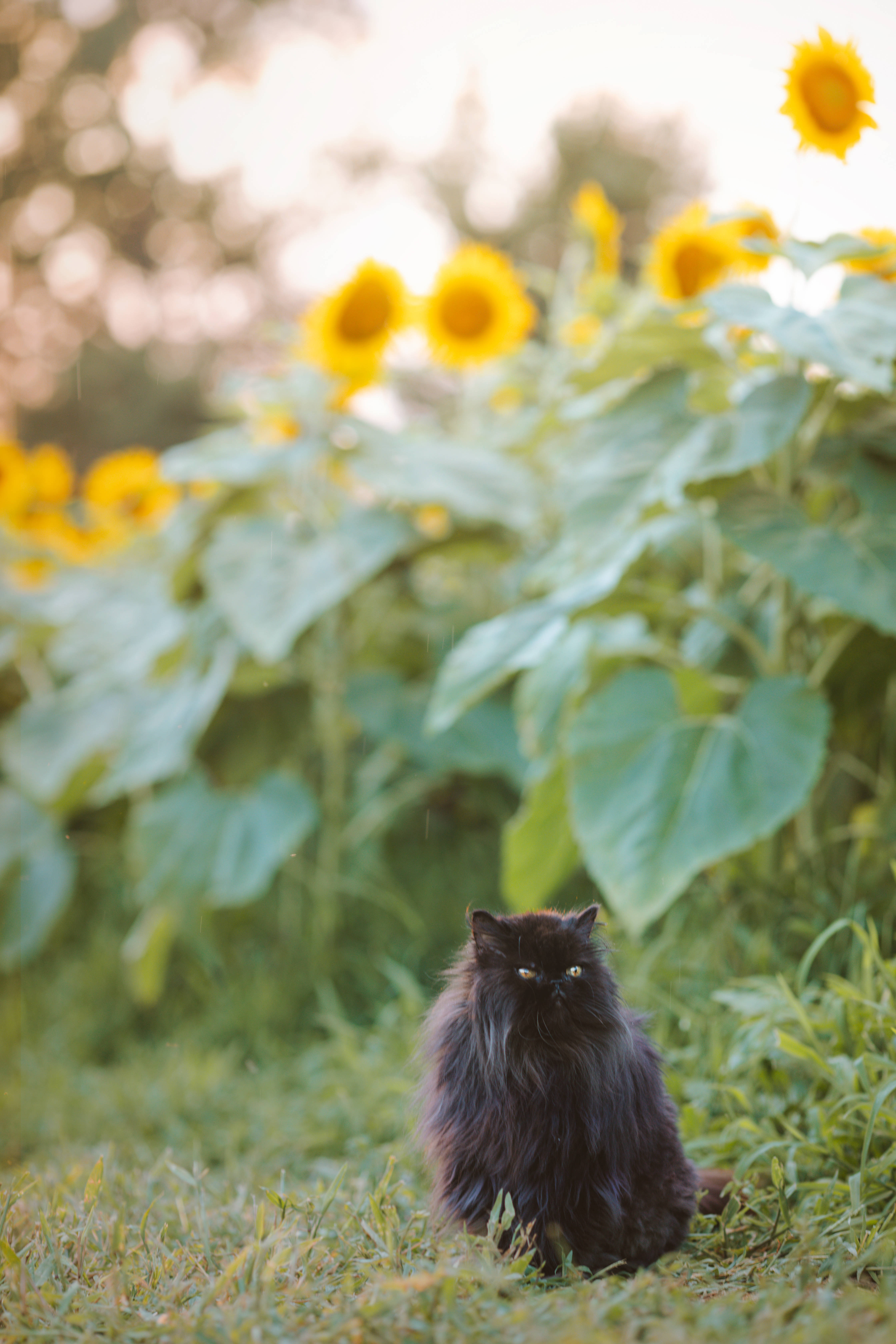 Aesthetic na Pusa na may mga Sunflower Wallpaper