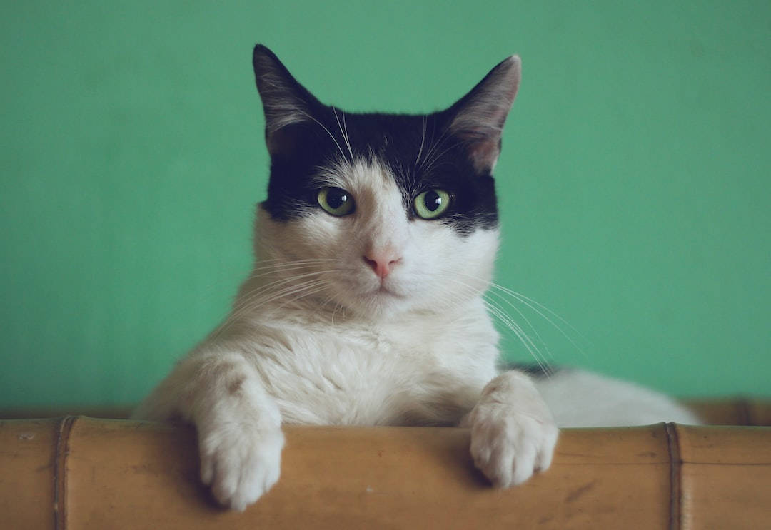 Aesthetic na Pusa sa Kawayan Wallpaper