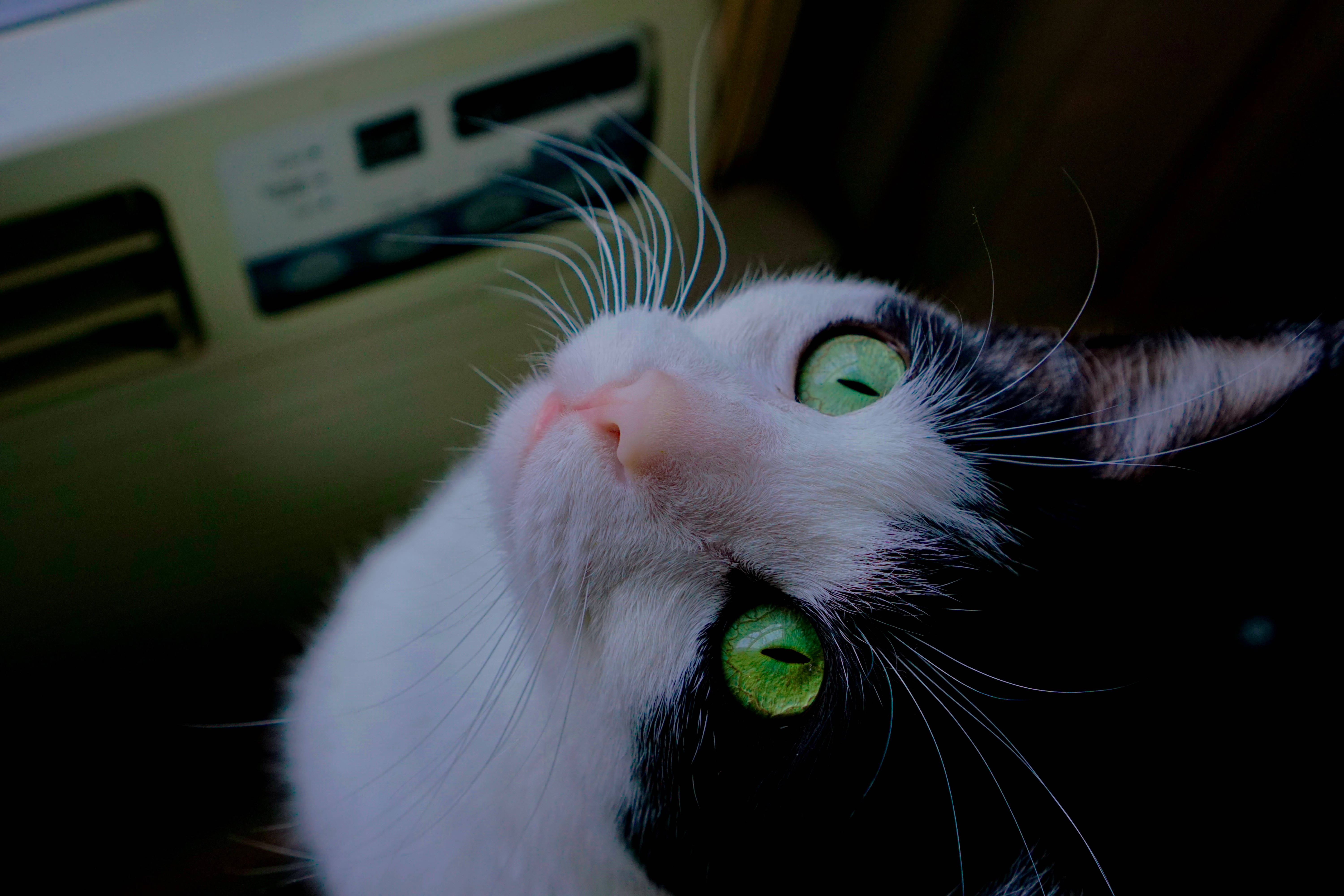 Aesthetic na Pusa sa Kotse Wallpaper