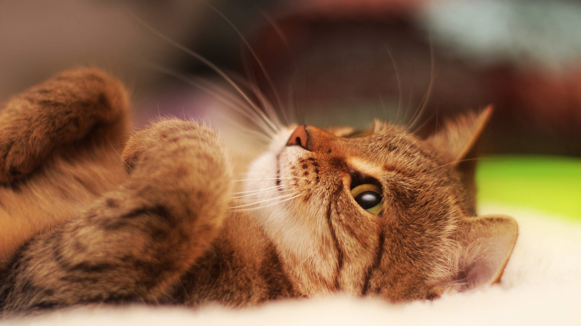 Aesthetic na Pusa sa Puting Tela Wallpaper