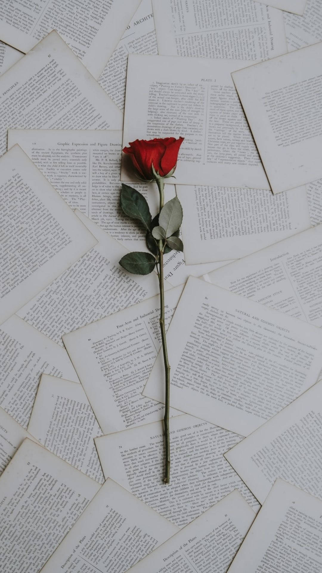Aesthetic na Rosas ng Pag-ibig Wallpaper
