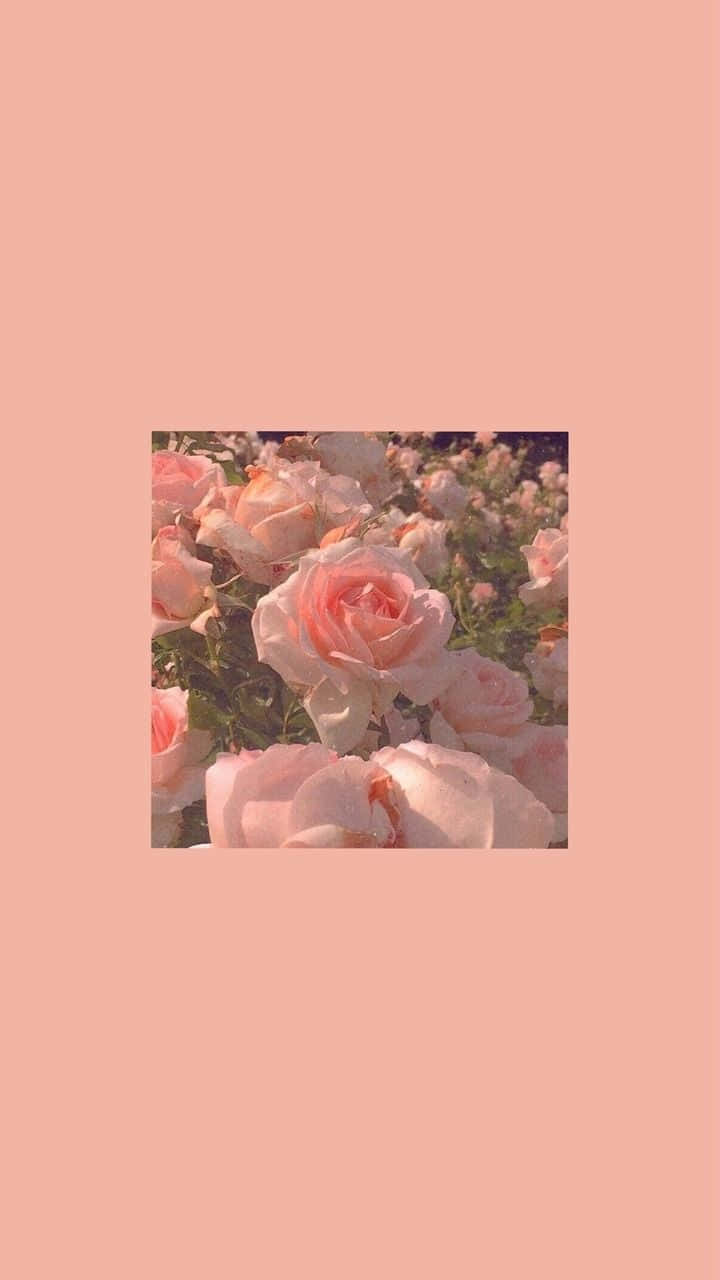 Aesthetic na Rosas na Isang Kulay Wallpaper