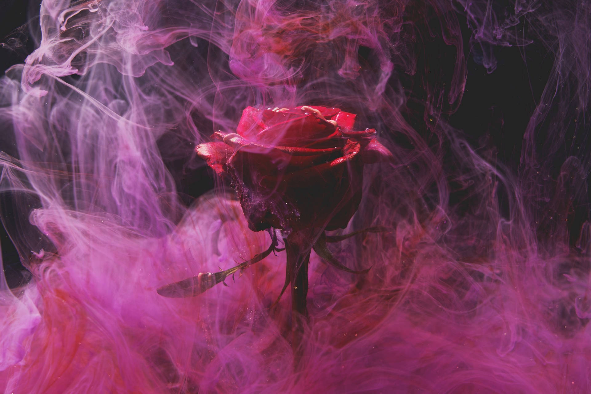 Aesthetic na Rosas na May Lilang Usok Wallpaper