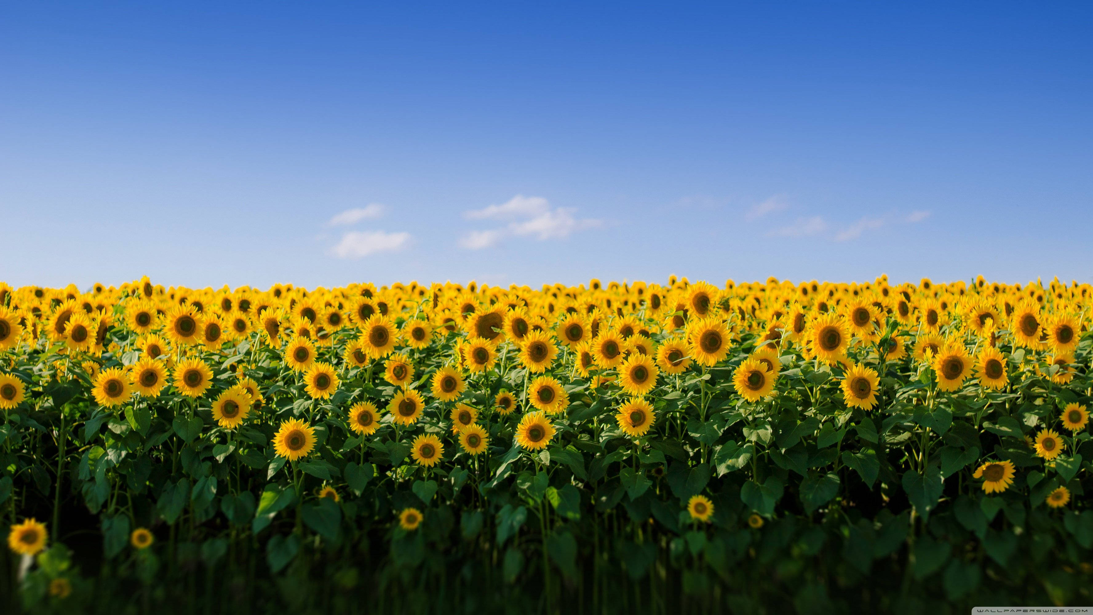 Aesthetic na Sunflower Field para sa MacBook Wallpaper