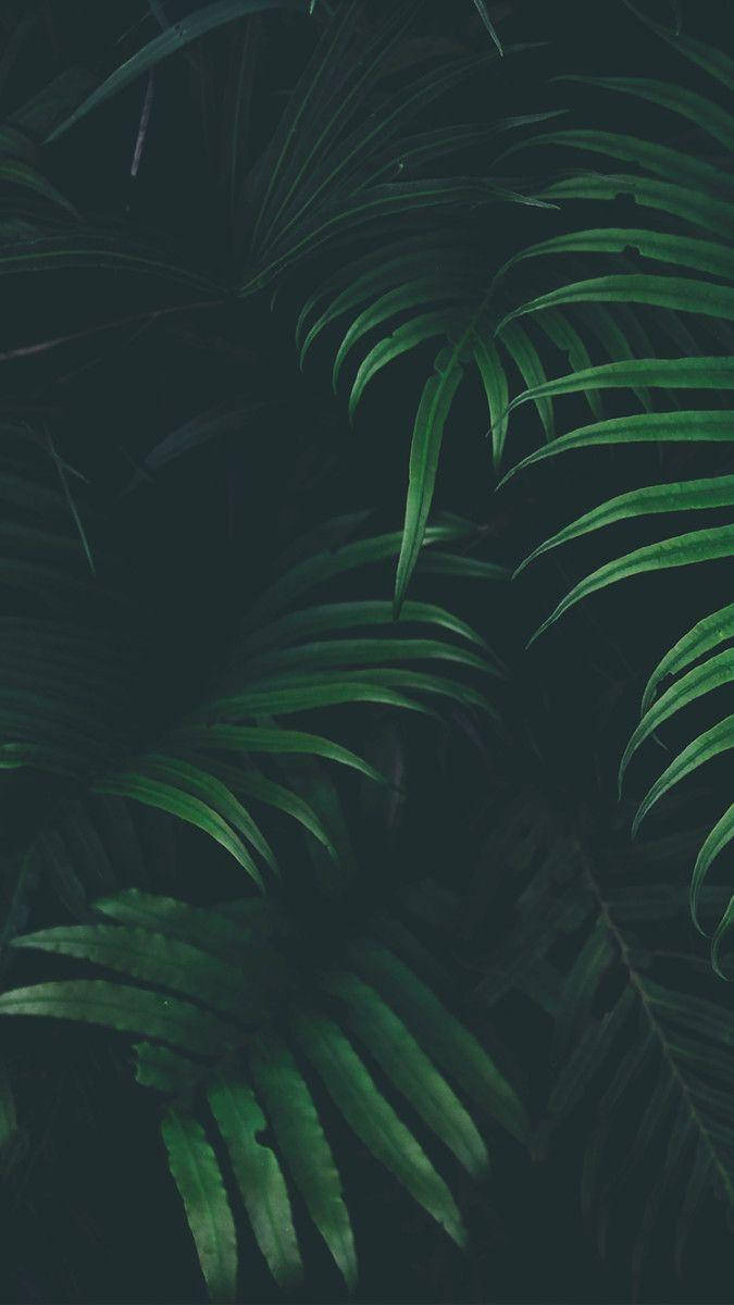 Aesthetic ng Madilim na Luntiang Dahon Wallpaper