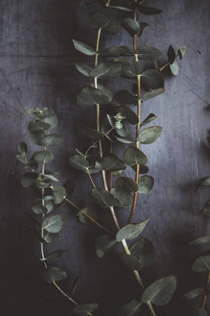 Aesthetic ng Maitim na Eucalyptus Wallpaper