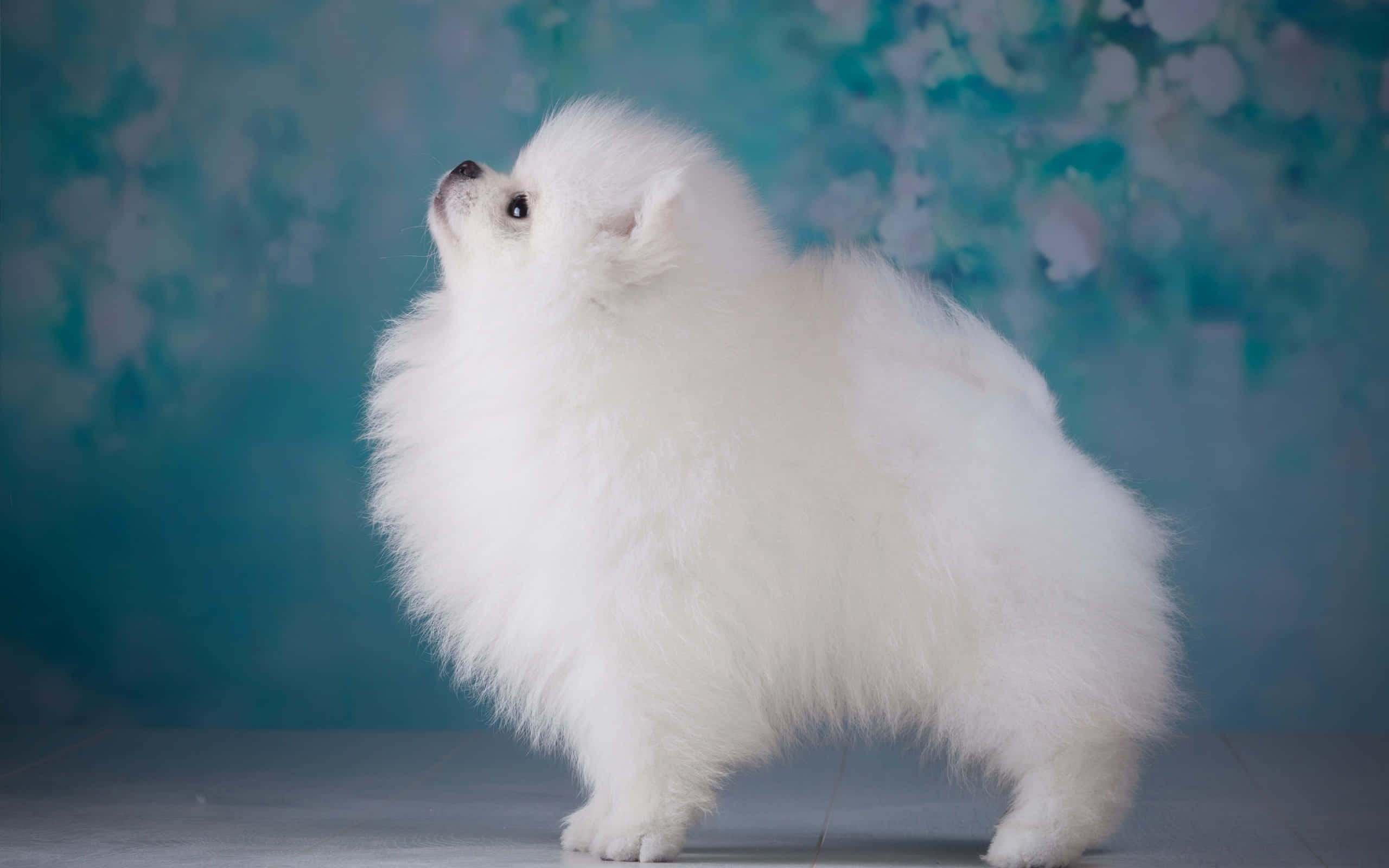 Aesthetic ng Pomeranian Dog Wallpaper