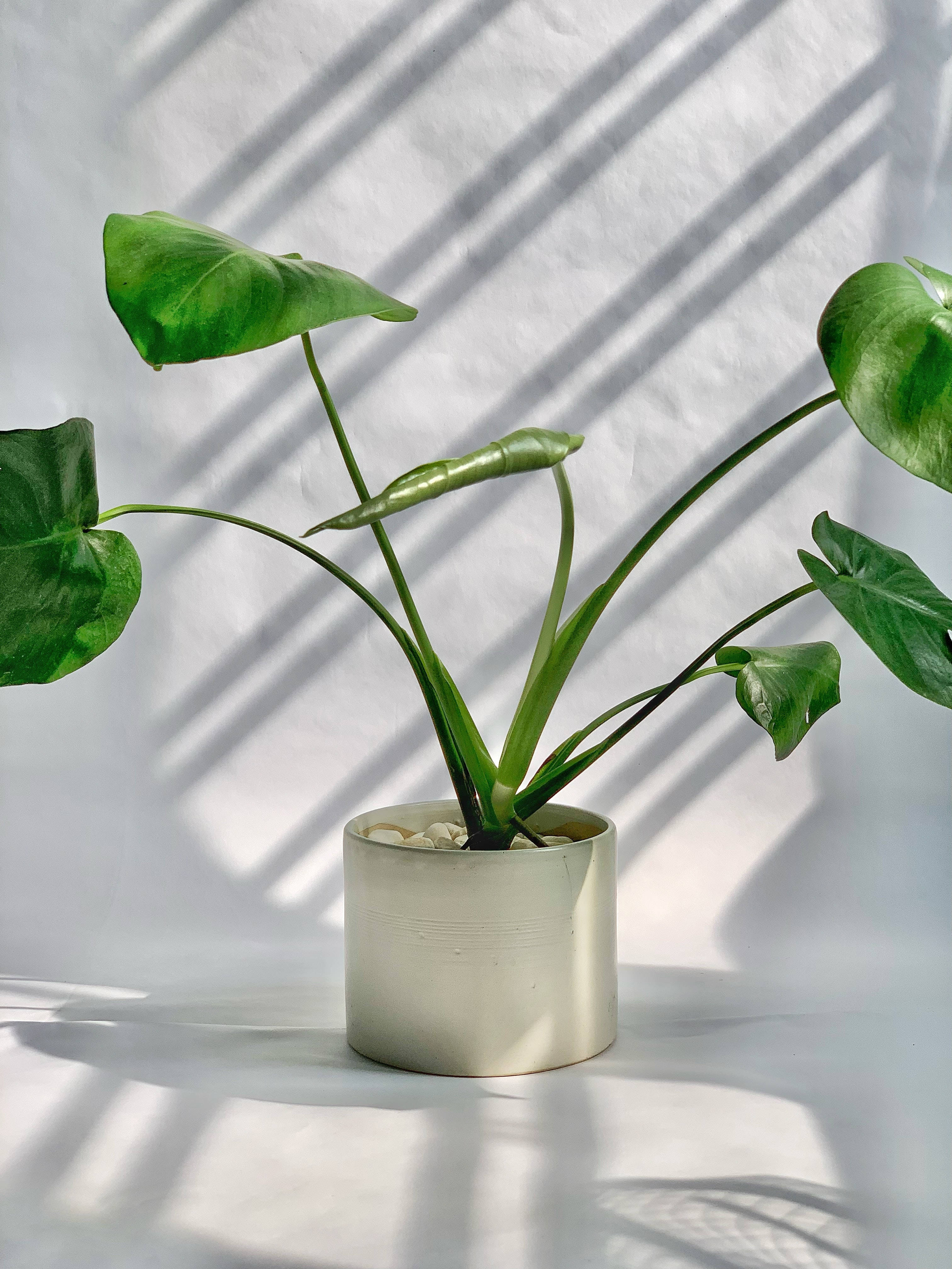 Aesthetic ng Potted Plant na Puti Wallpaper