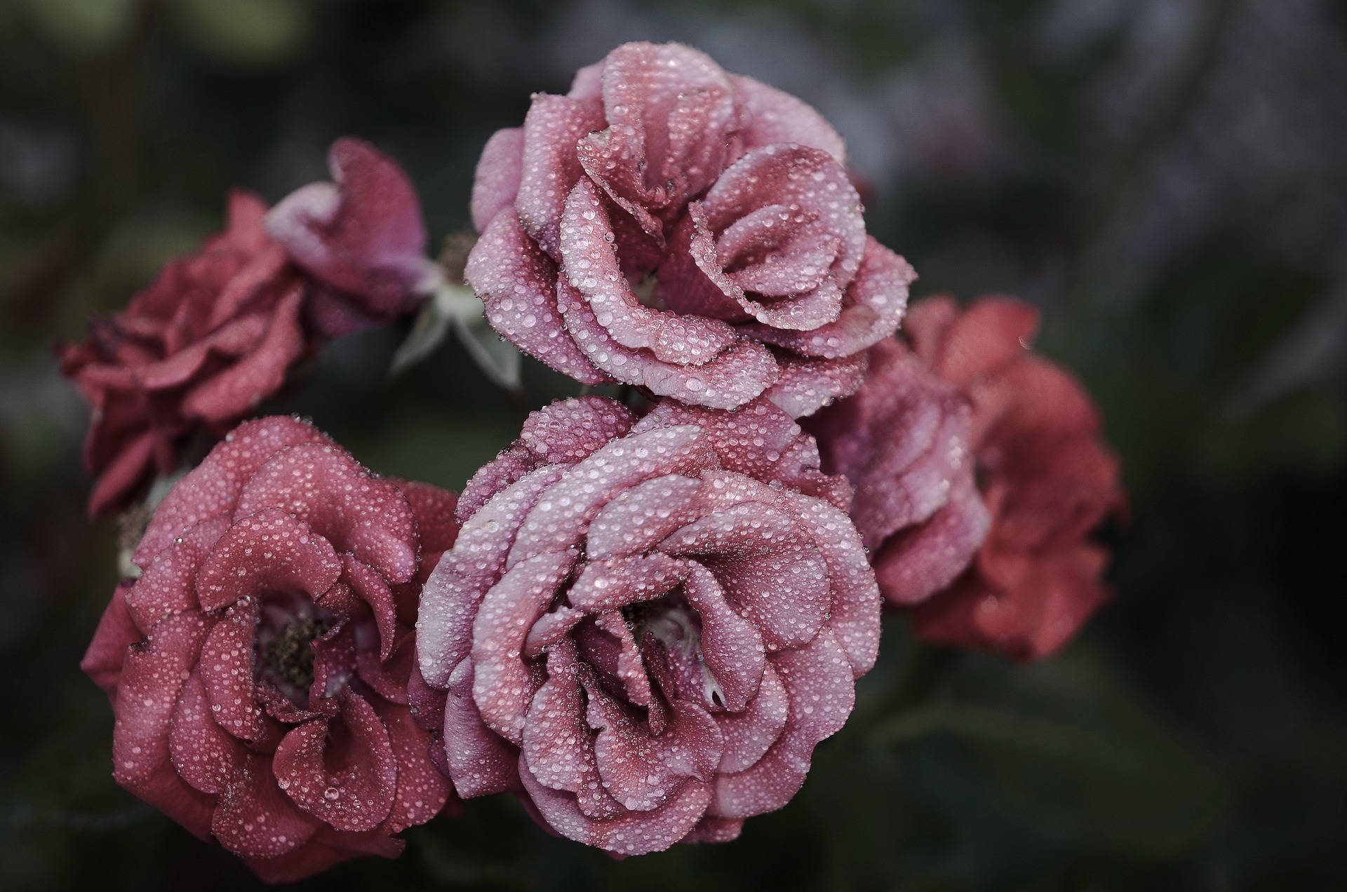 Aesthetic ng Rosas na May Rosas na Petal na Kulay Rosas Wallpaper