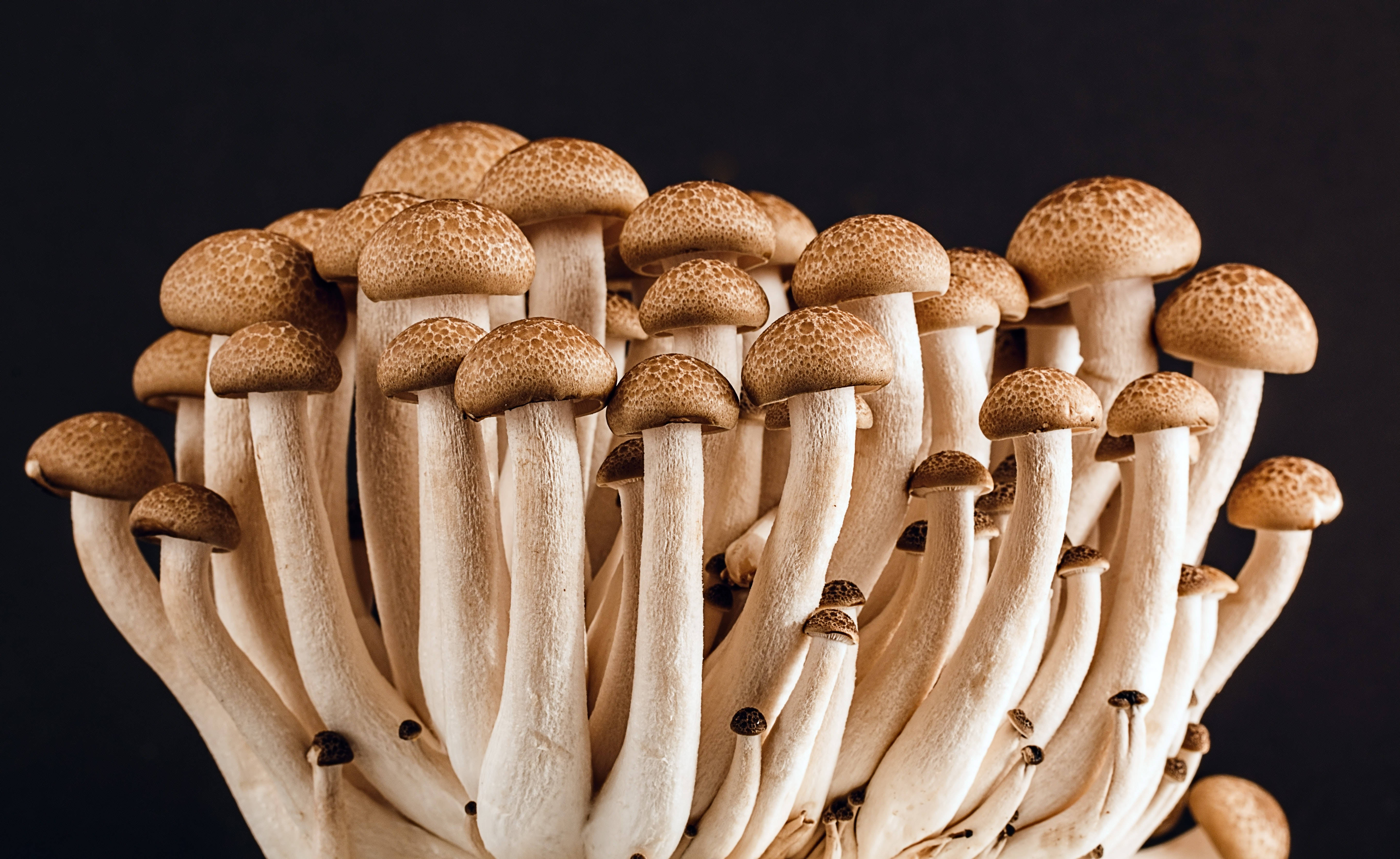 Aesthetic ng Shimeiji Mushroom Wallpaper