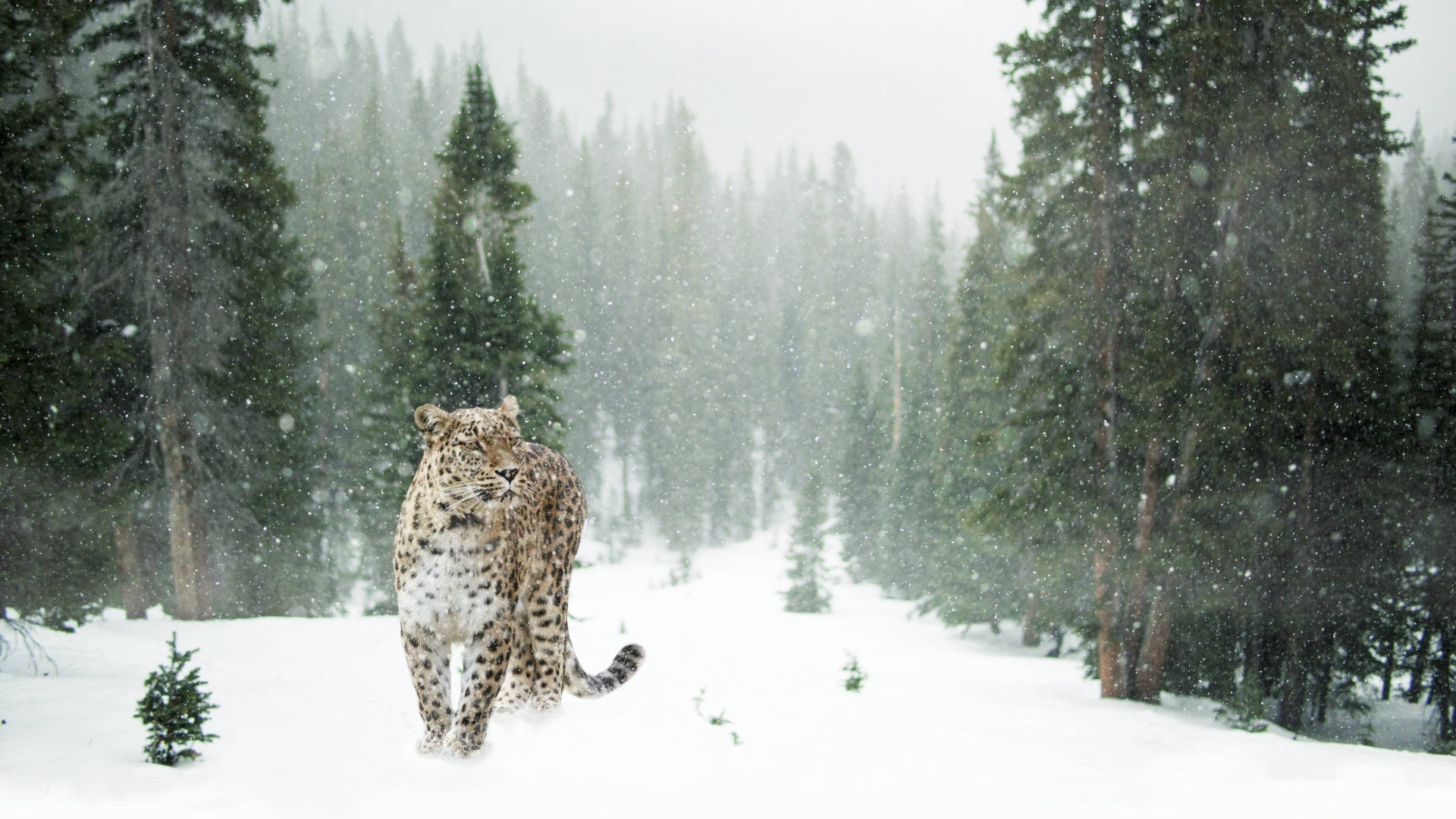 Aesthetic ng Snow Leopard sa Taglamig Wallpaper