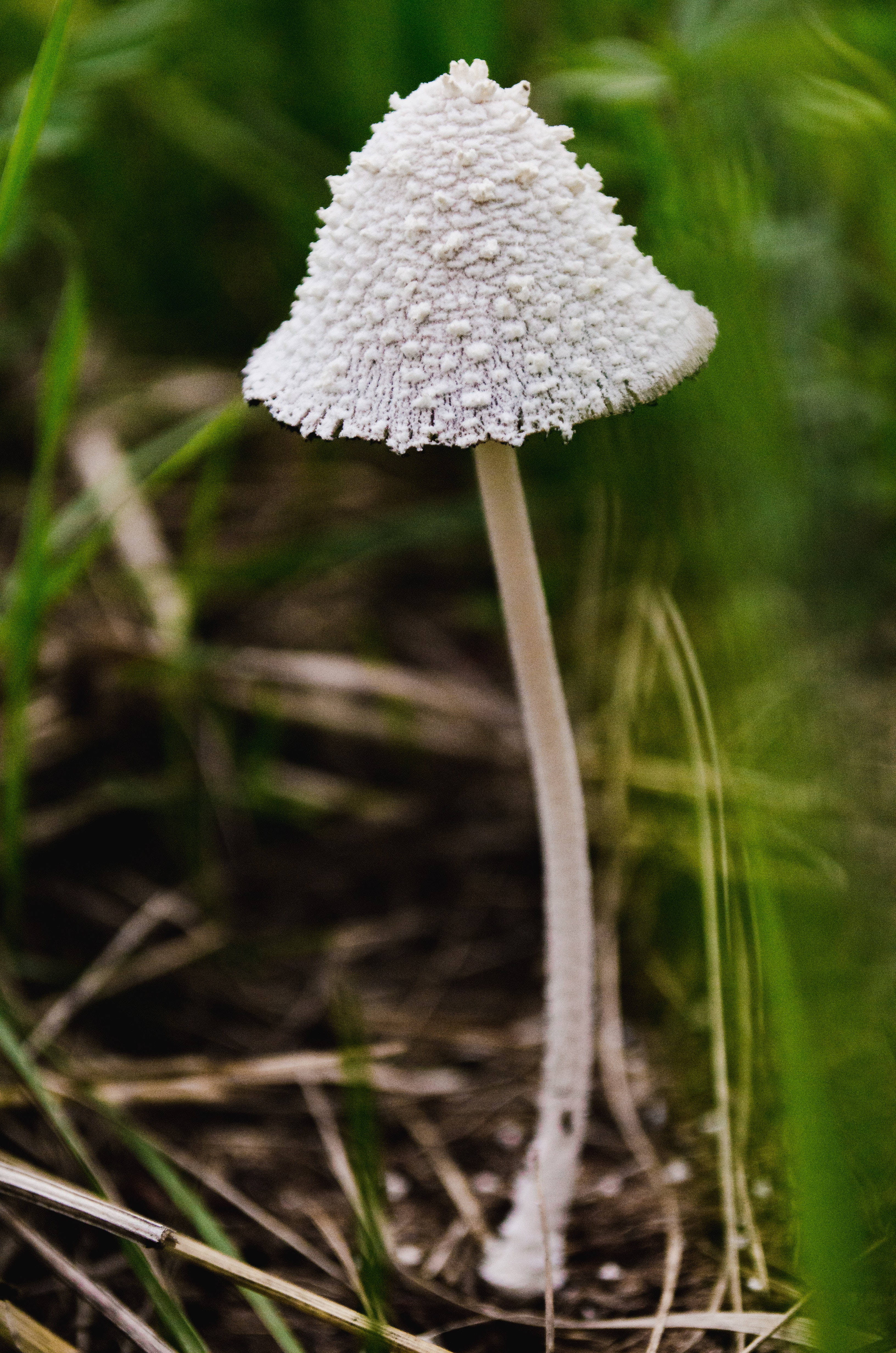 Aesthetic ng Snowy Inkcap Mushroom Wallpaper