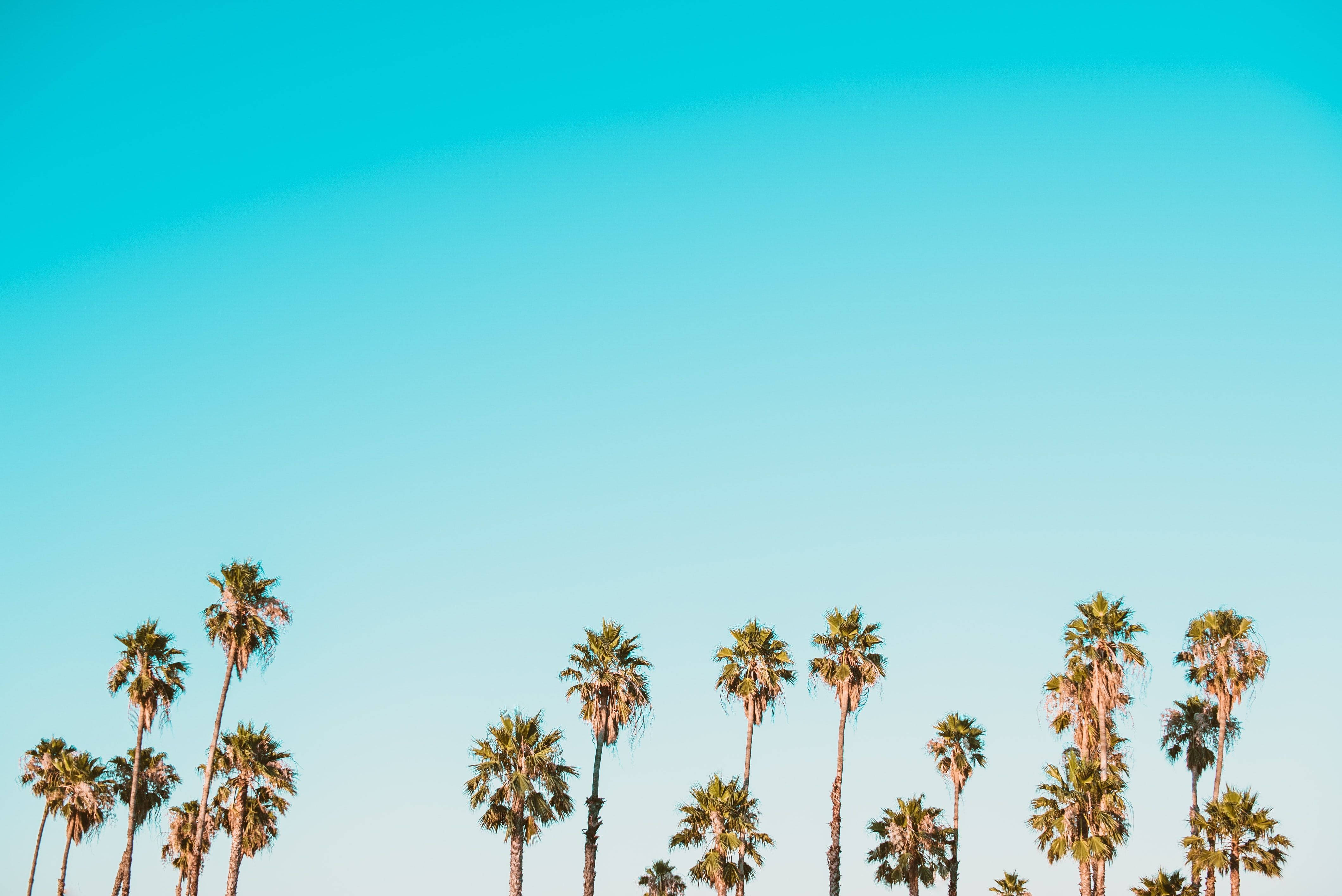 Aesthetic ng Tag-init na mga Puno ng Palma at Langit Wallpaper
