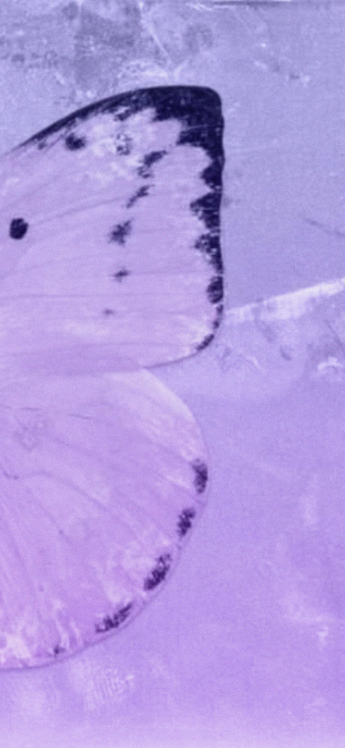 Aesthetic Purple Butterfly Wings Picture Wallpaper