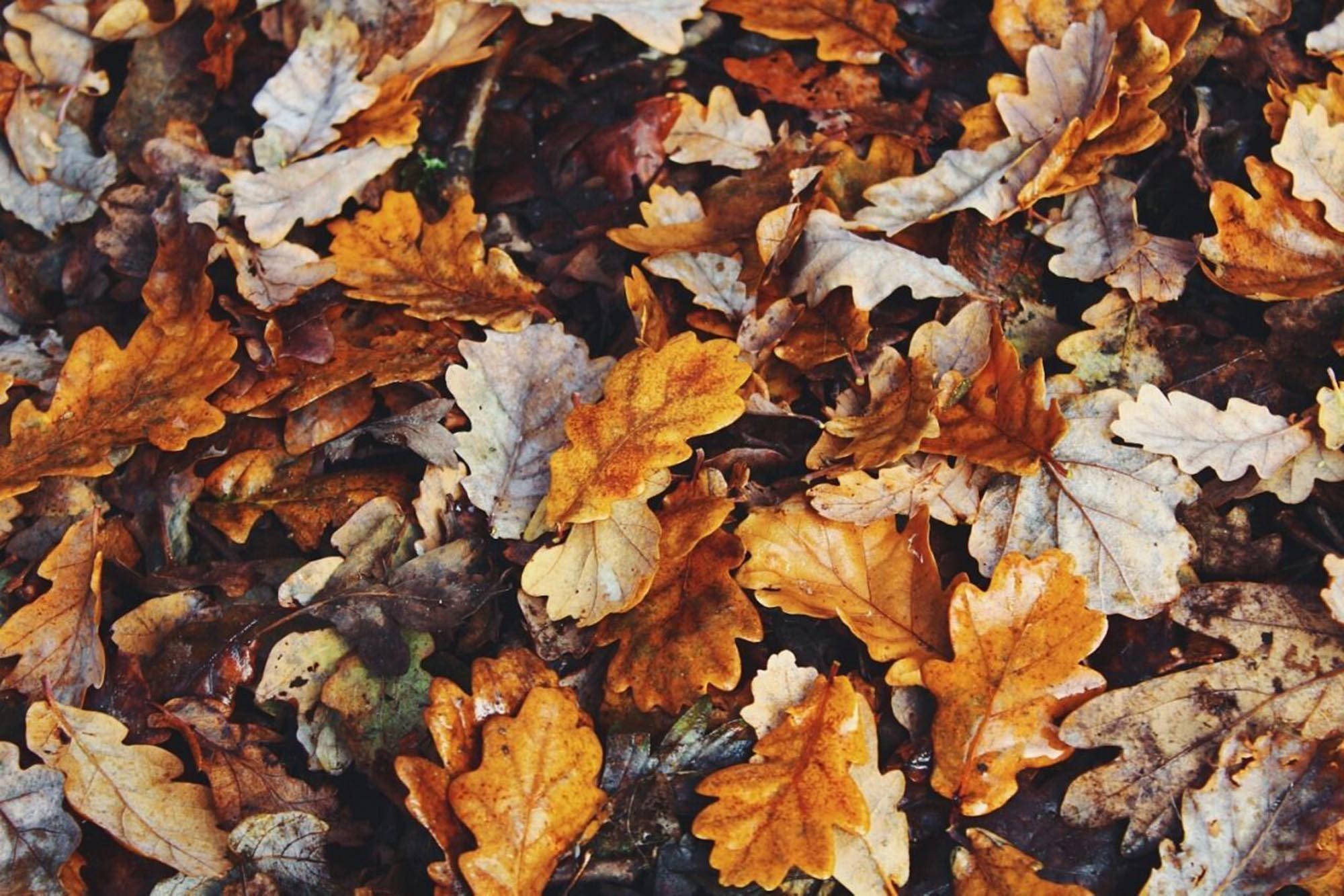 Aesthetic sa Taglagas na Foliage Wallpaper