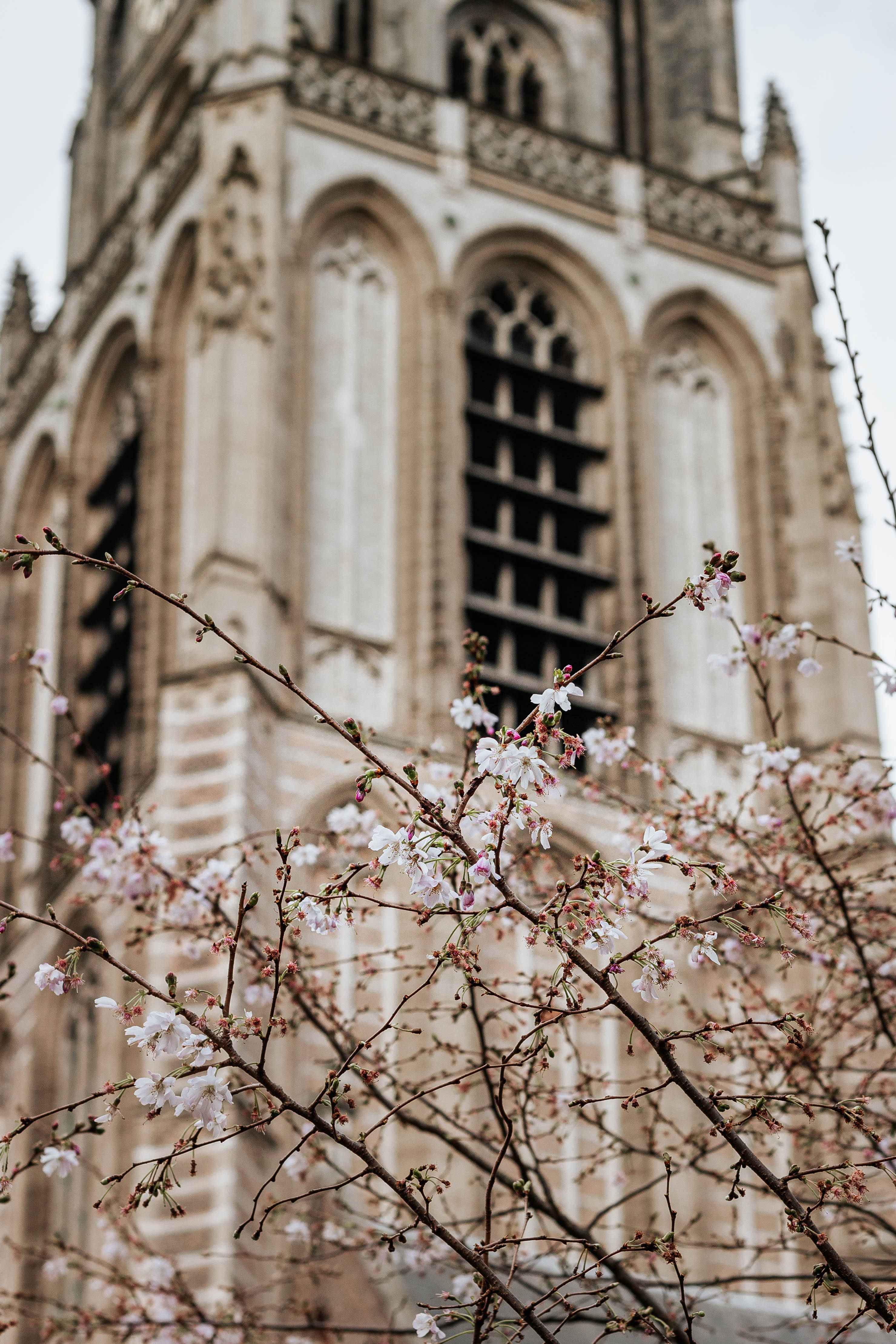 Aesthetic Spring Wallpaper