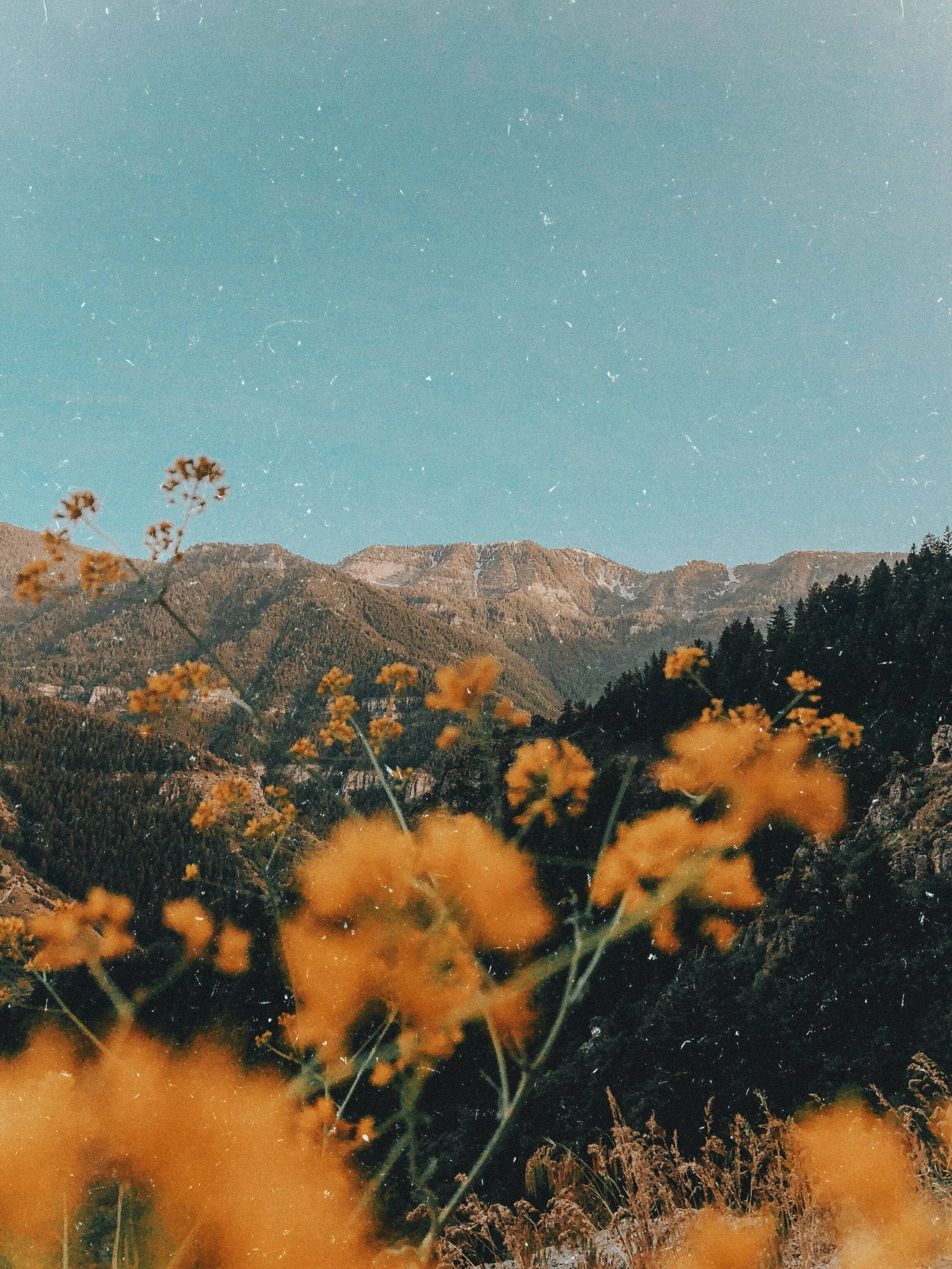 Aesthetic Vintage na Bulubundukin na may Bulaklak para sa iPad Wallpaper