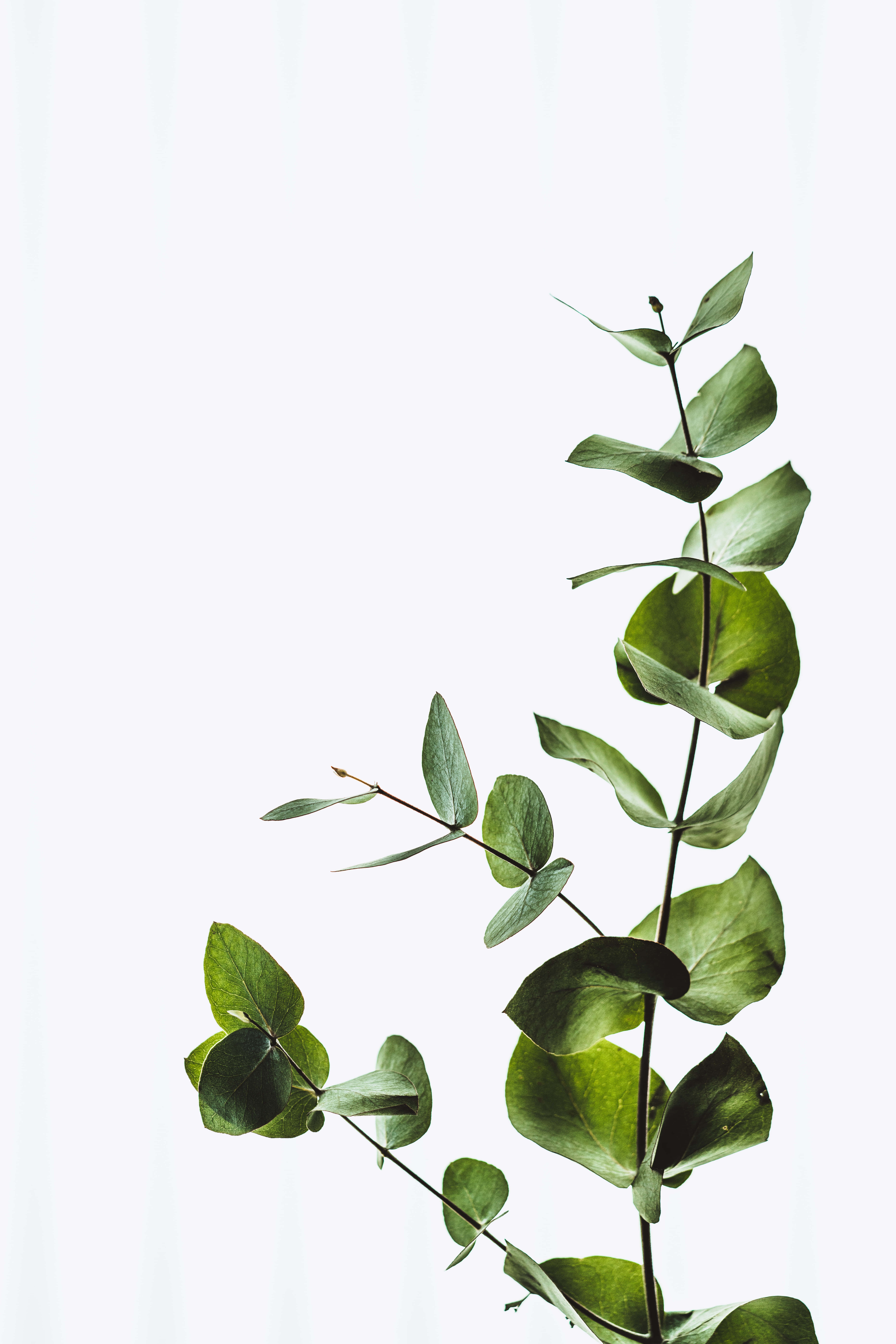 Allowing Nature to Source a Fresh Start Wallpaper