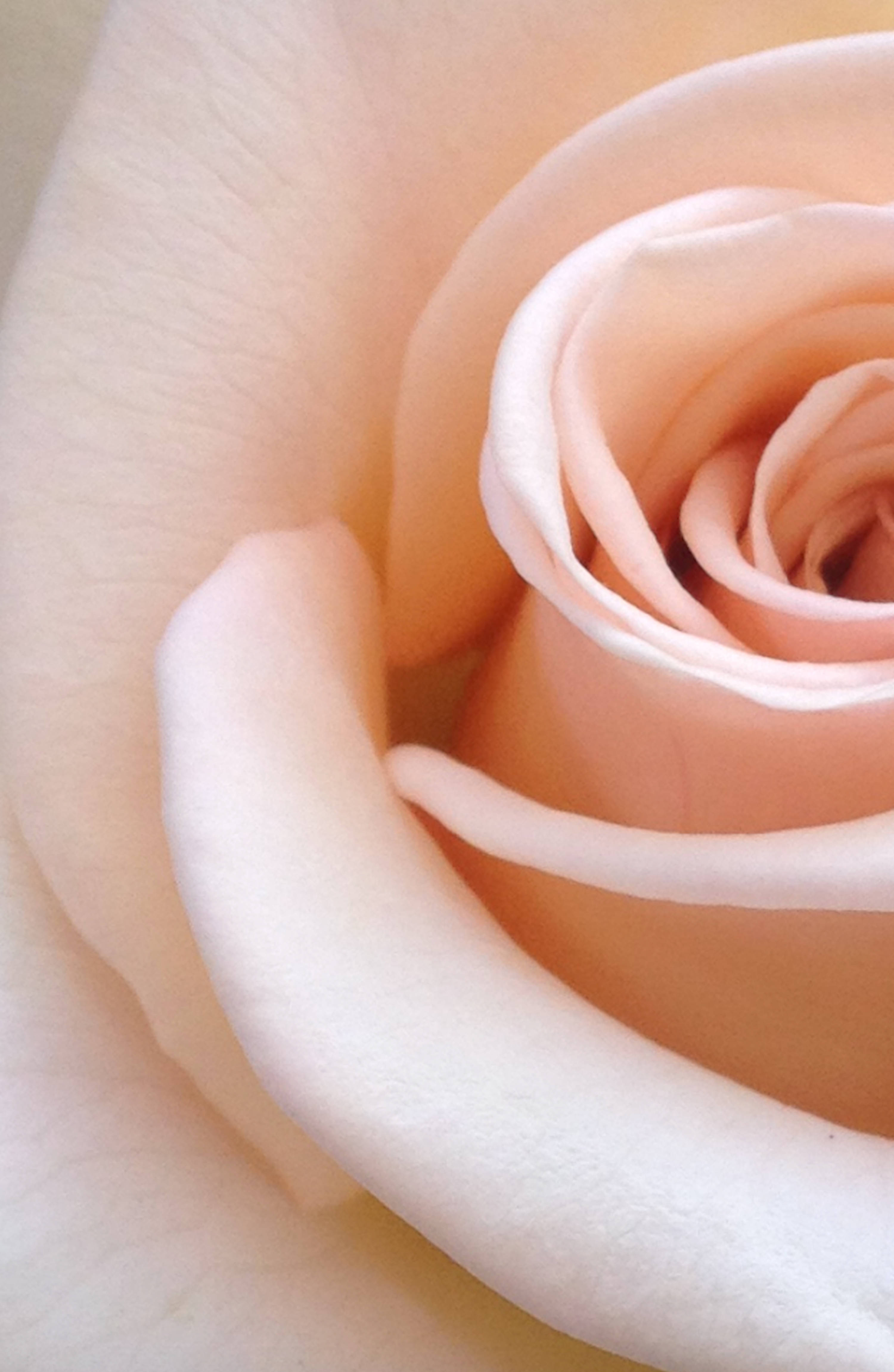 Allure of Nature - isang Nakakagulat na Vibrant Red Rose Wallpaper