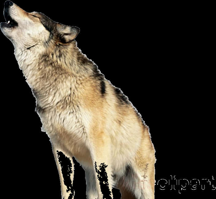 Alulong Lobo Transparent na Background Wallpaper