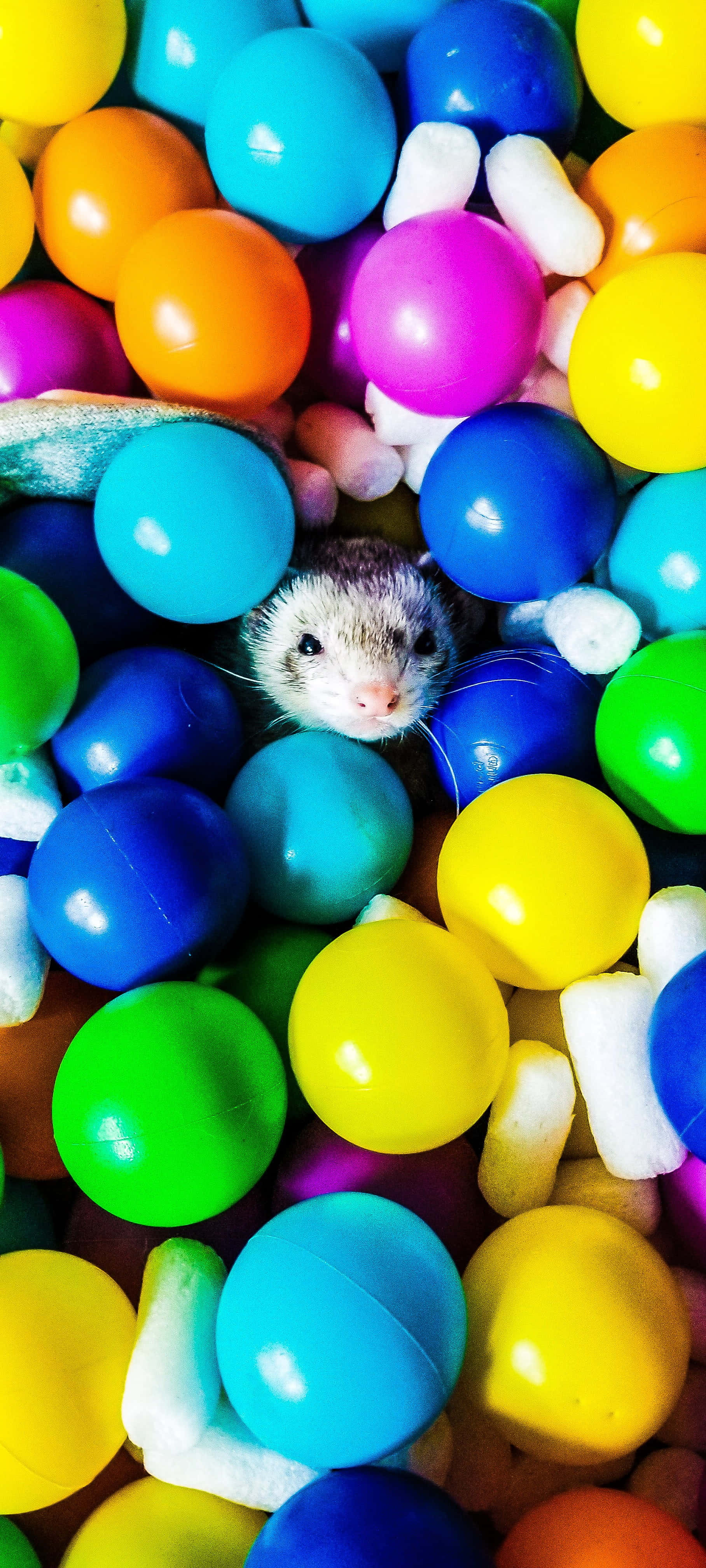An adorable ferret nibbles on a tasty treat Wallpaper