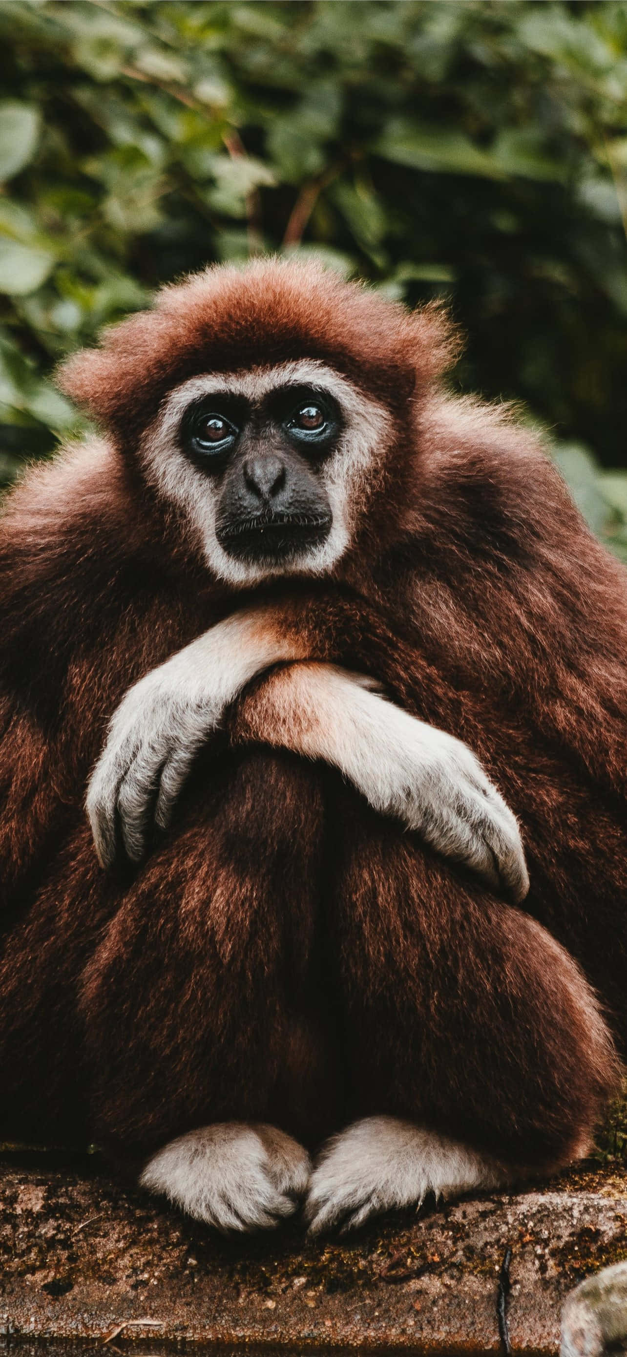 Android Gibbon Nagdadala sa Iyo sa Kinabukasan ng Mobile Technology Wallpaper